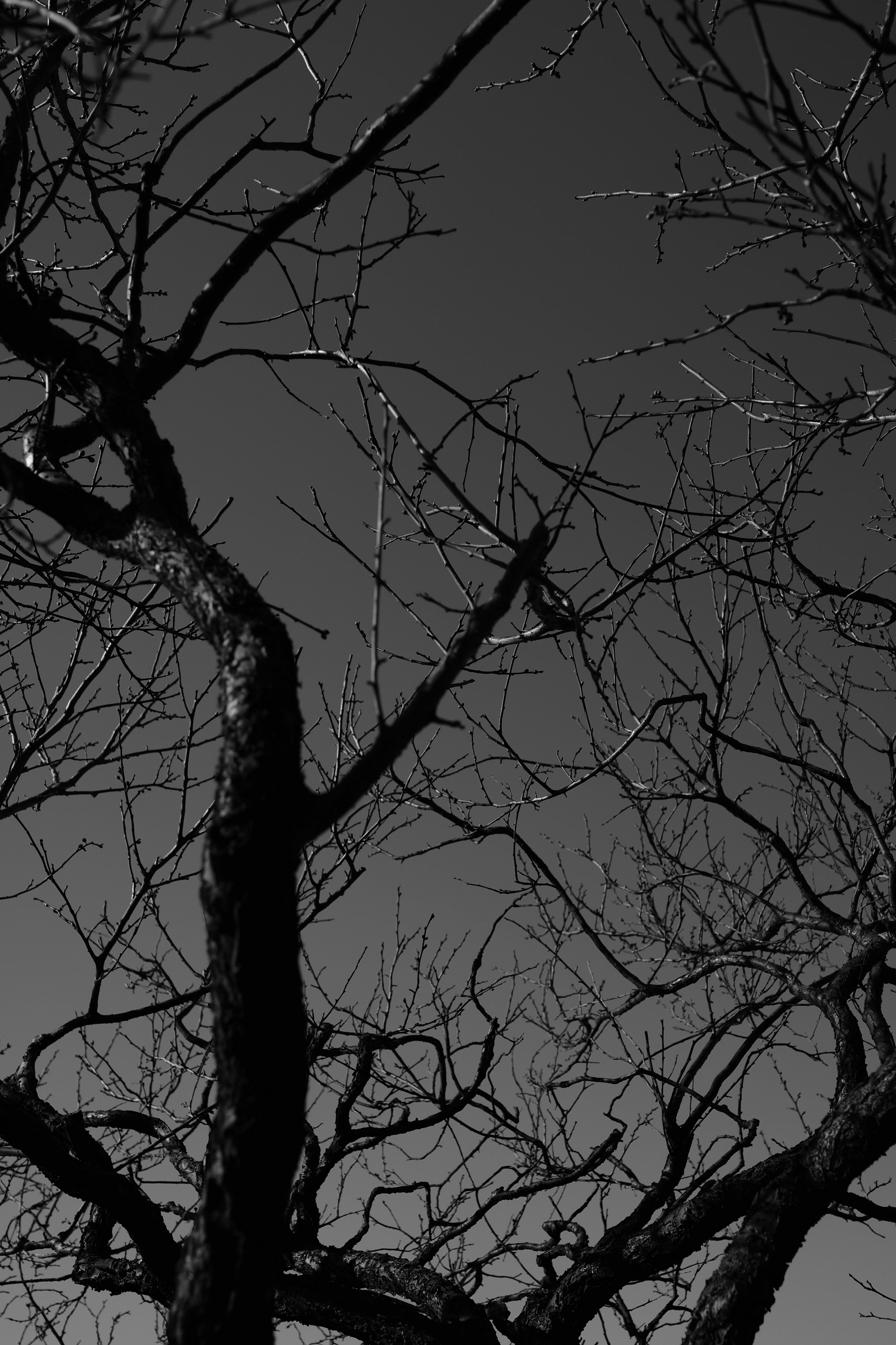 Free download wallpaper Wood, Tree, Branches, Bw, Chb, Dark on your PC desktop