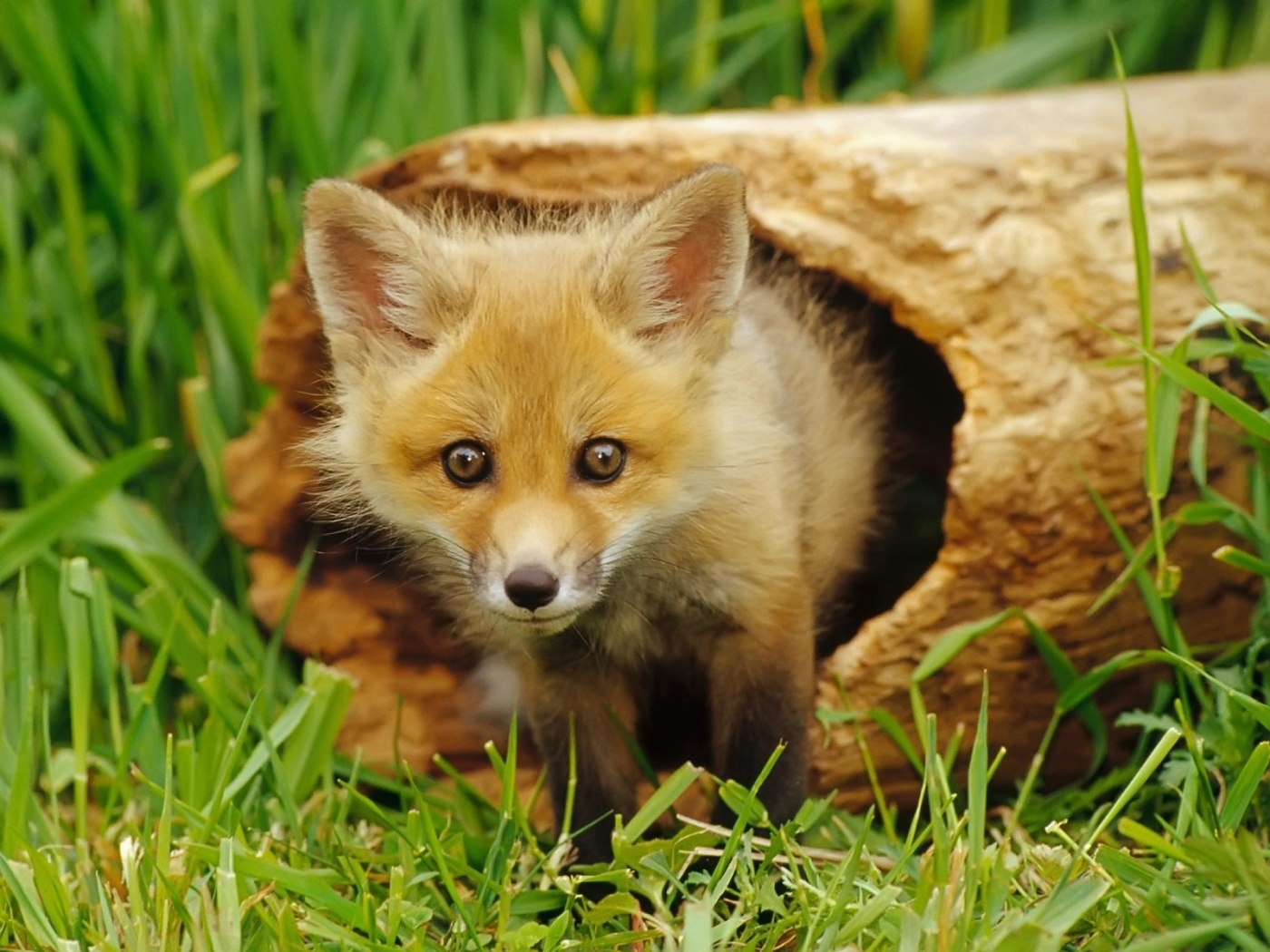 49715 télécharger l'image animaux, fox - fonds d'écran et économiseurs d'écran gratuits