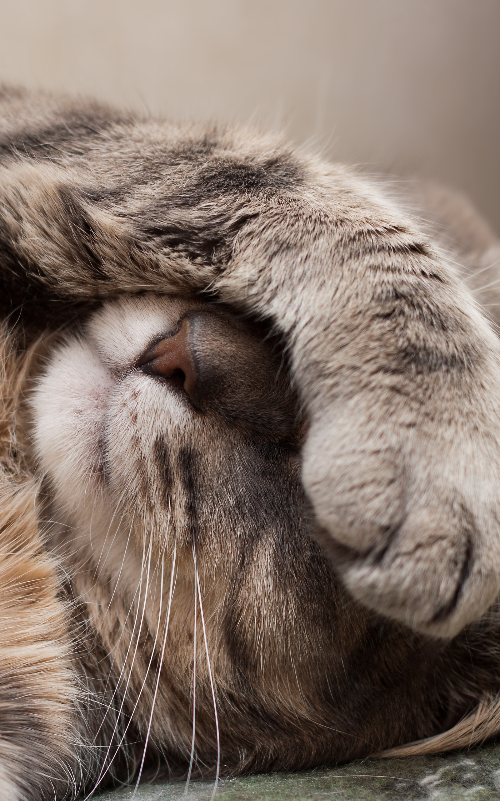 Baixe gratuitamente a imagem Animais, Gatos, Gato na área de trabalho do seu PC