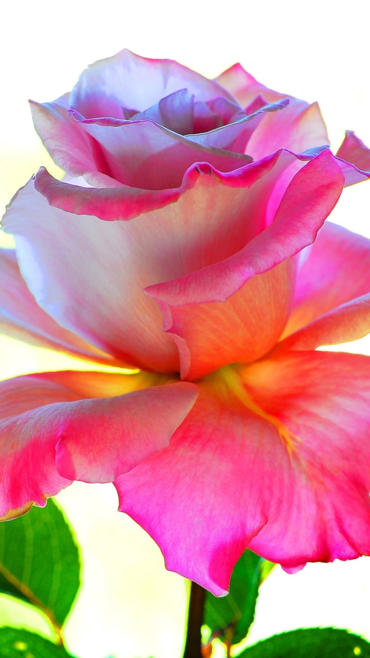 無料モバイル壁紙自然, フラワーズ, 花, 薔薇, 地球, ピンクの花をダウンロードします。