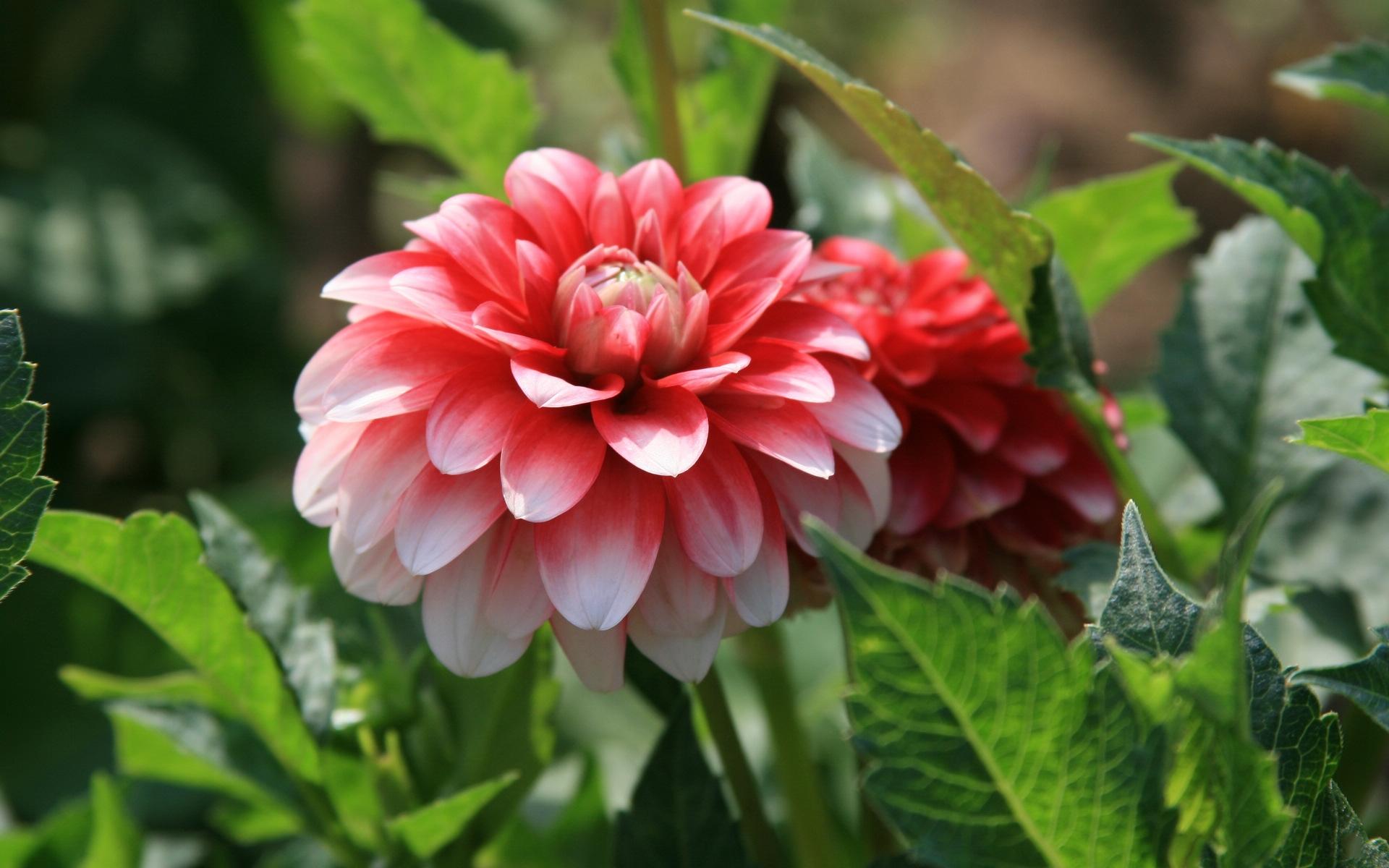 Laden Sie das Blume, Dahlien, Erde/natur-Bild kostenlos auf Ihren PC-Desktop herunter