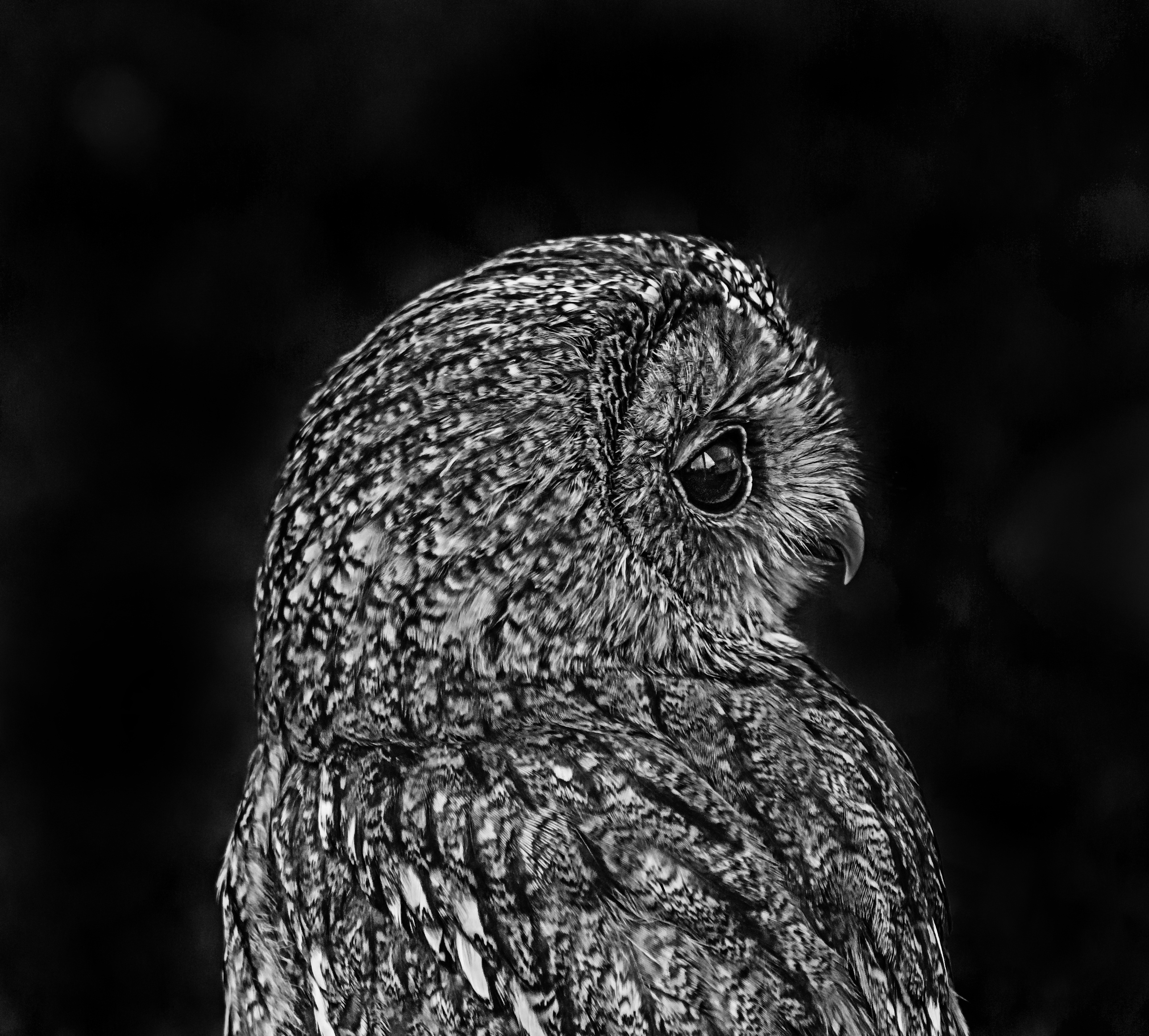 Download mobile wallpaper Chb, Animals, Bird, Bw, Owl for free.