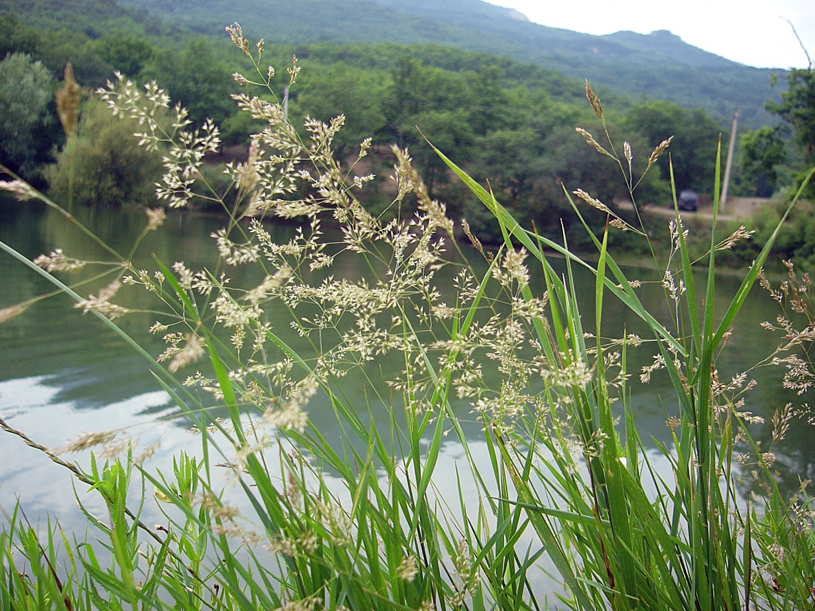 Скачать обои бесплатно Трава, Река, Растения картинка на рабочий стол ПК