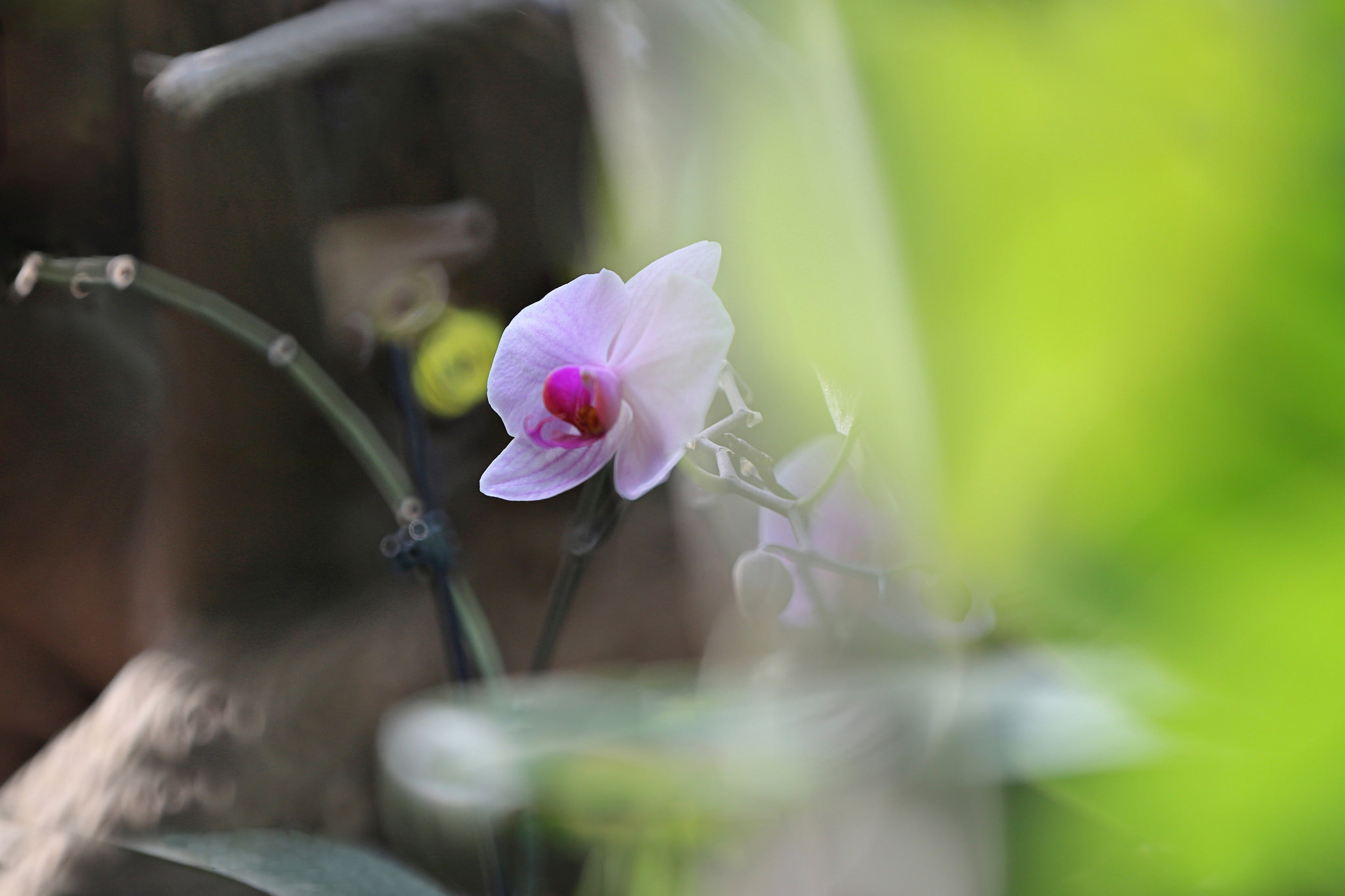 Download mobile wallpaper Nature, Flowers, Flower, Blur, Earth, Orchid, Pink Flower for free.