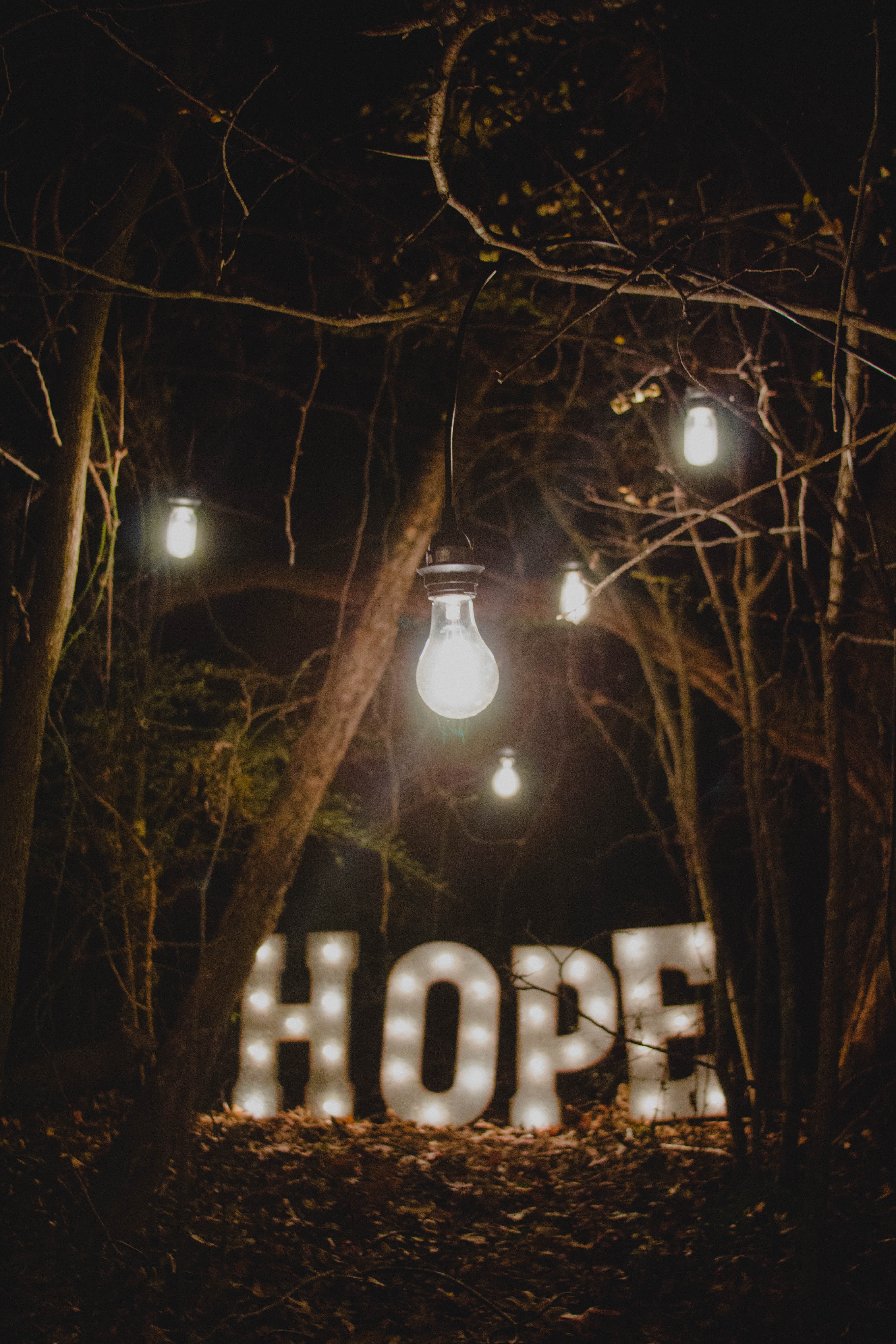 114794 скачать картинку слова, лес, надежда, лампа - обои и заставки бесплатно