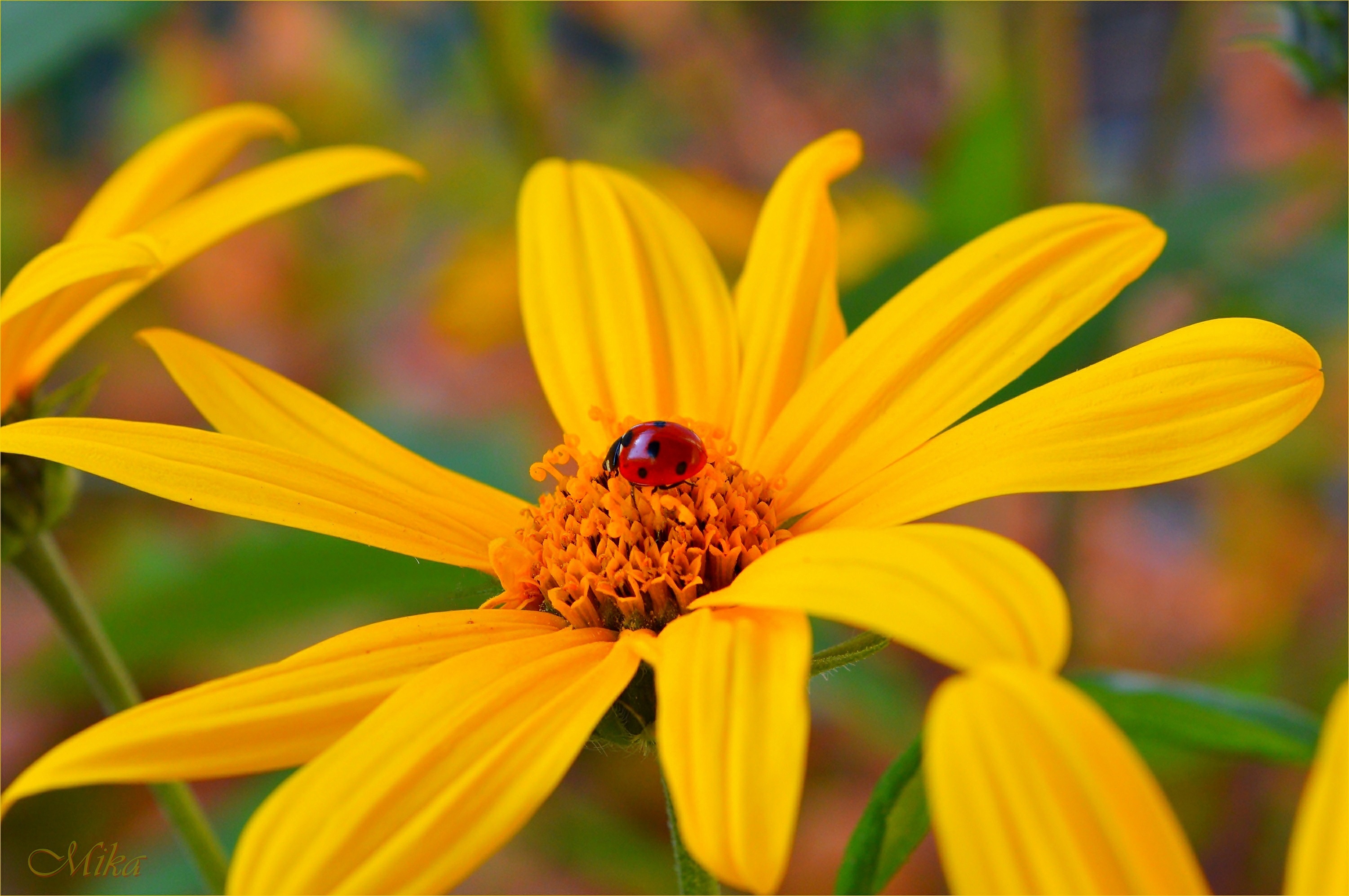 PCデスクトップに動物, てんとう虫, 花, 大きい, 黄色い花, 虫画像を無料でダウンロード