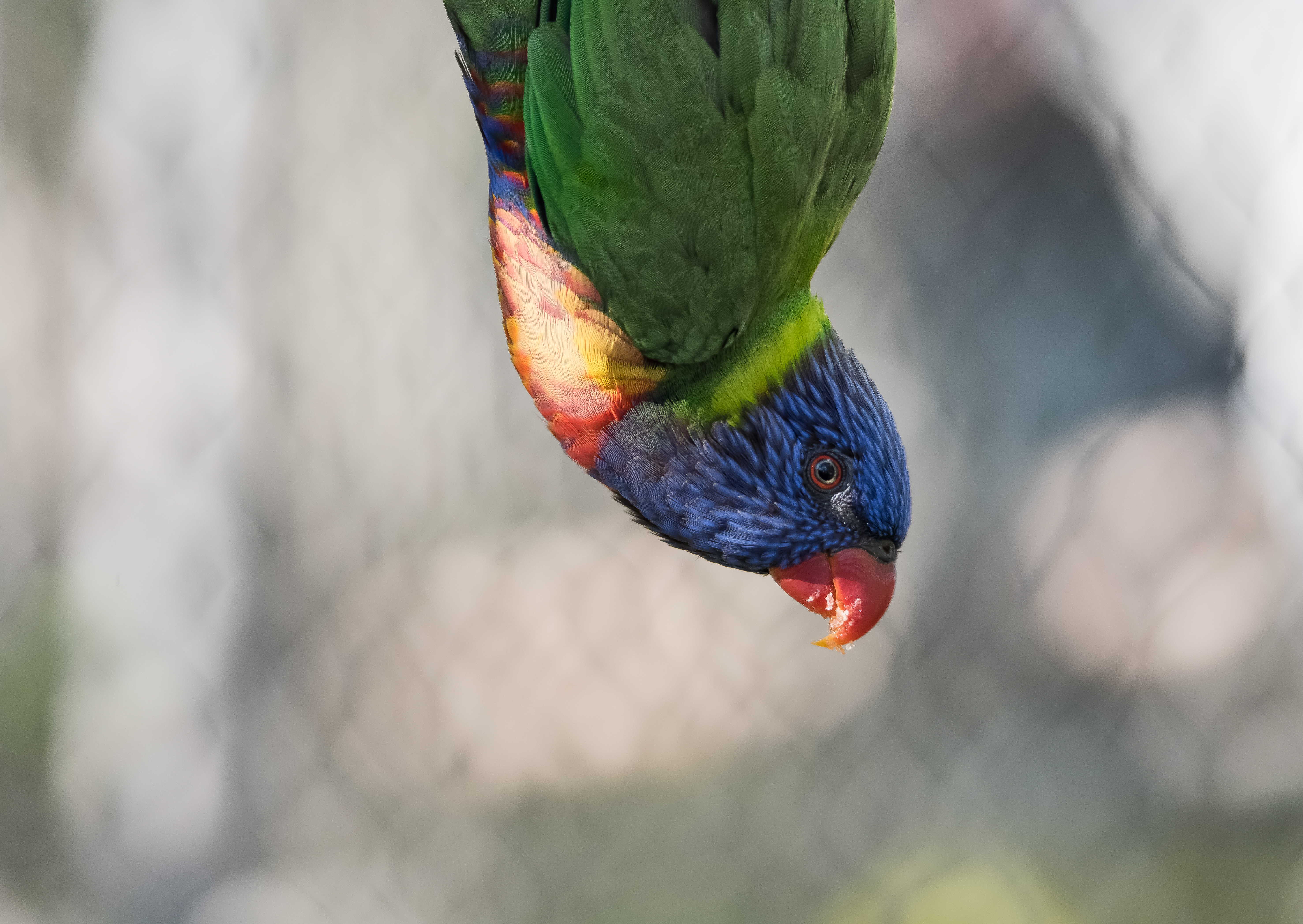 Download mobile wallpaper Animals, Bird, Motley, Multicolored, Feather, Parrots for free.