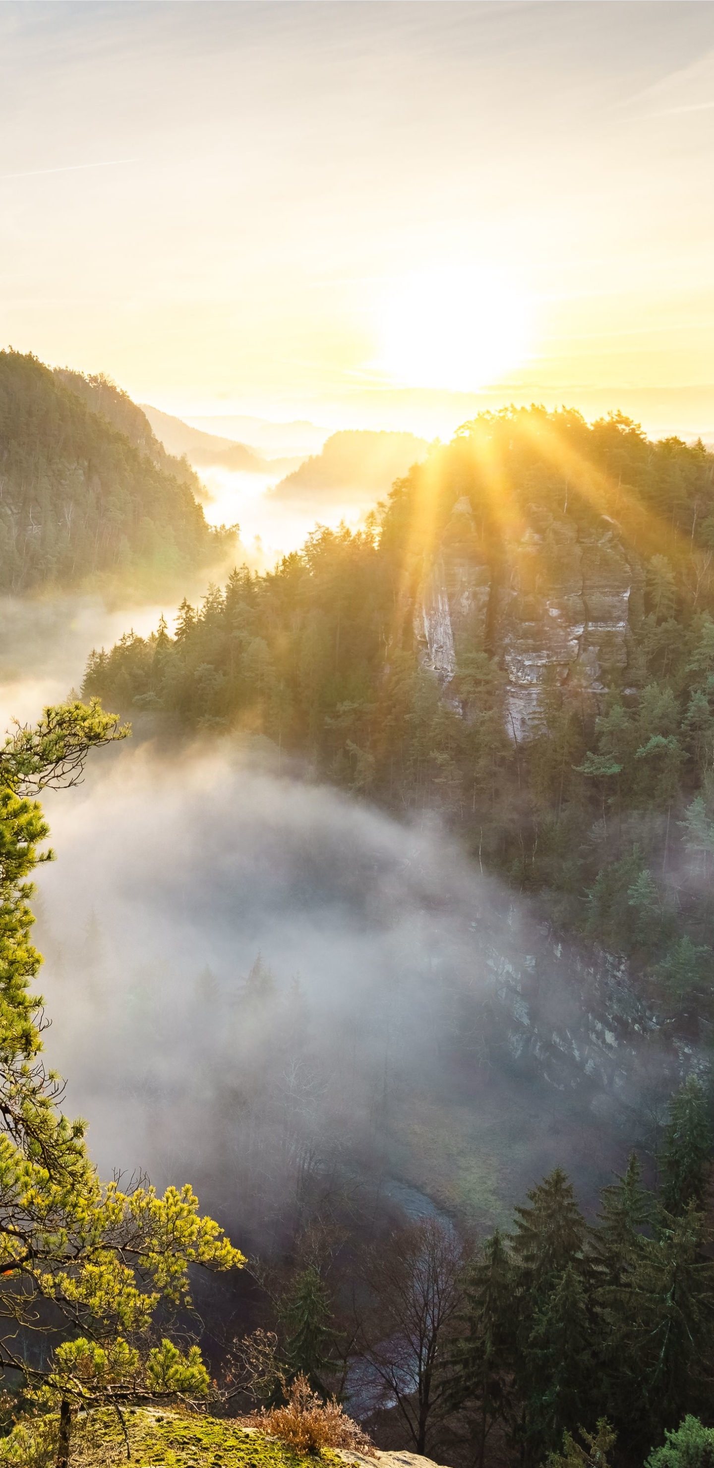 Descarga gratuita de fondo de pantalla para móvil de Paisaje, Naturaleza, Amanecer, Montaña, Árbol, Niebla, Valle, Tierra/naturaleza.