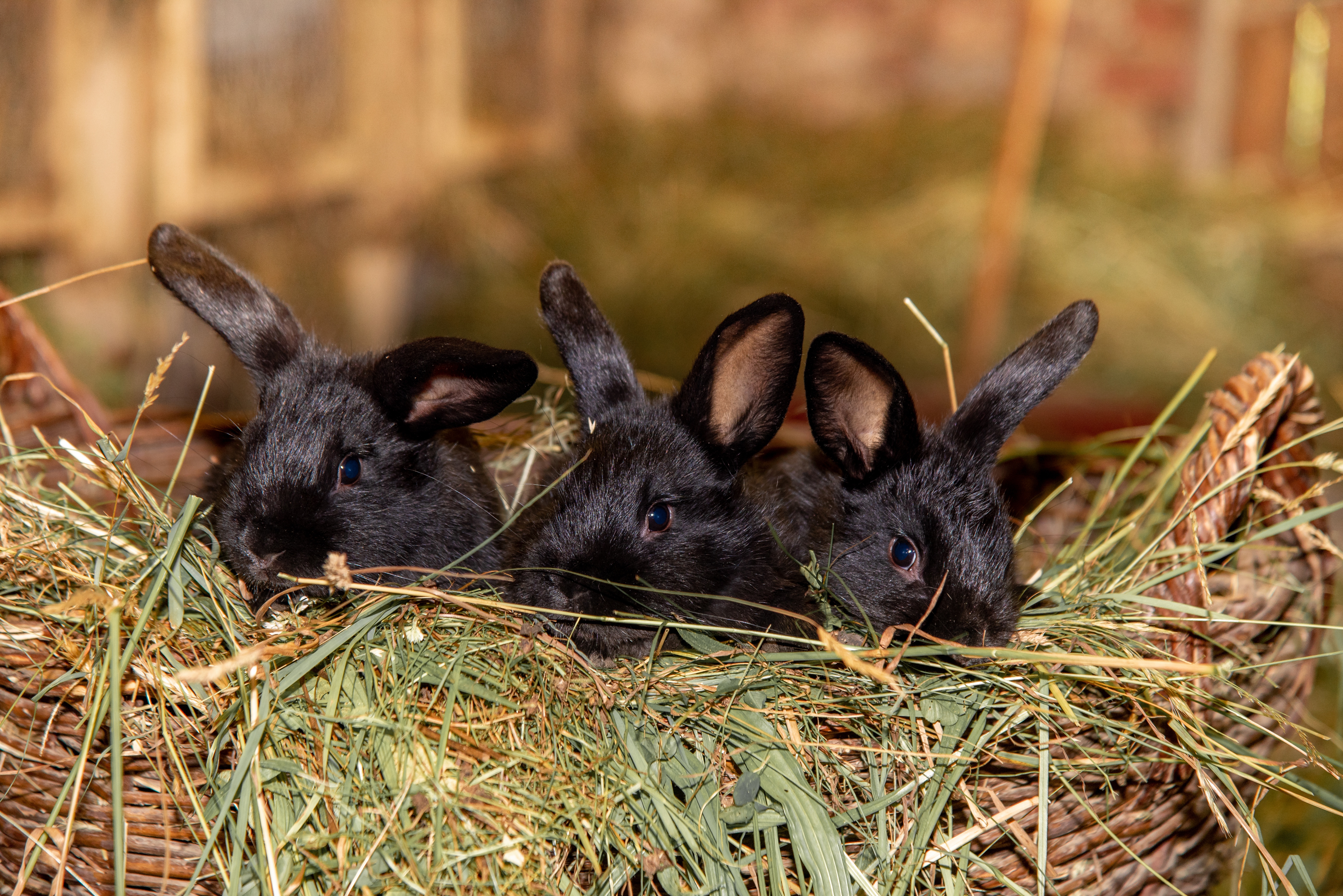 Téléchargez des papiers peints mobile Animaux, Lapin gratuitement.