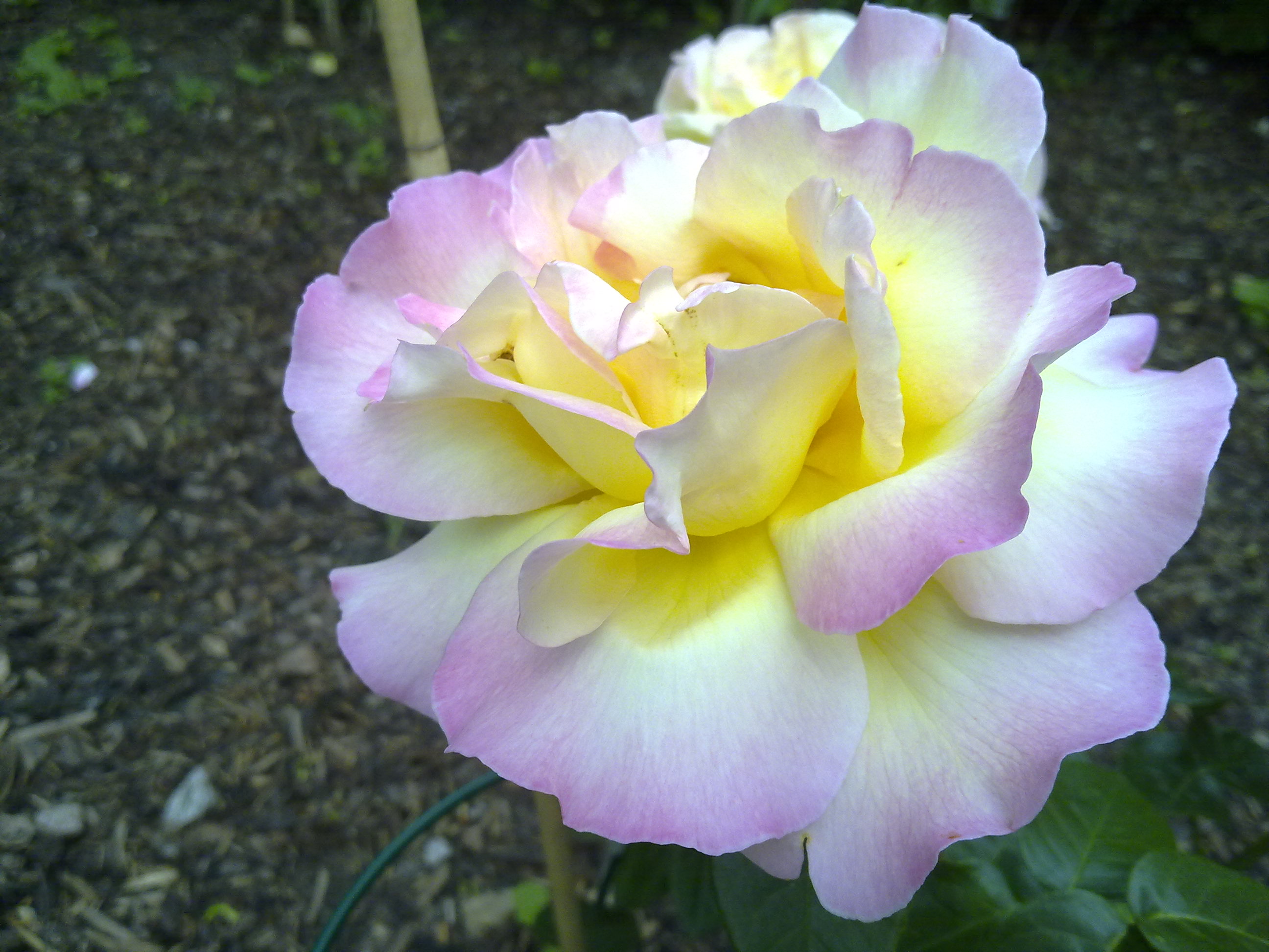 Téléchargez gratuitement l'image Fleurs, Rose, Terre/nature sur le bureau de votre PC