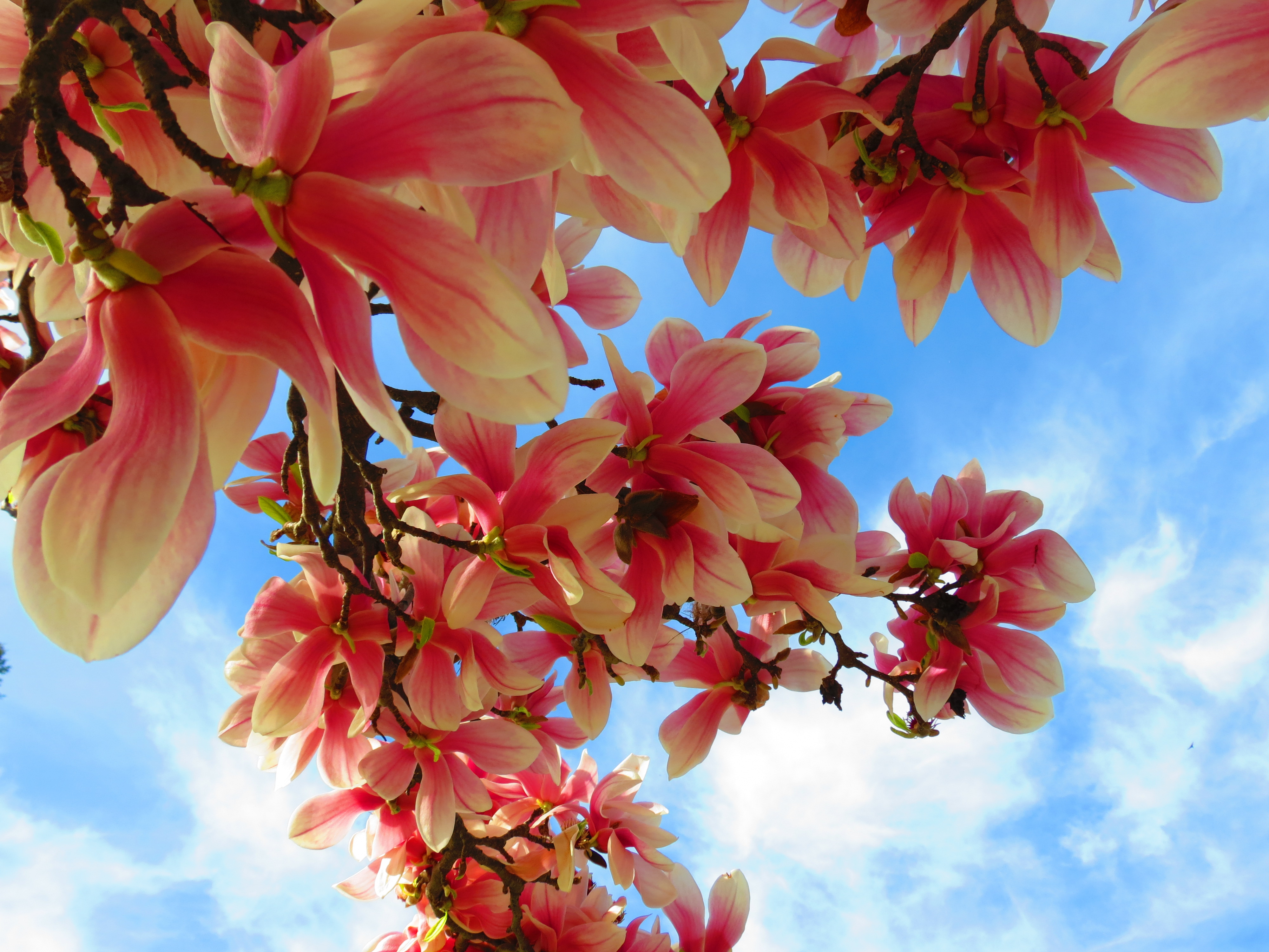 magnolia, earth, branch, blossom, pink, tree