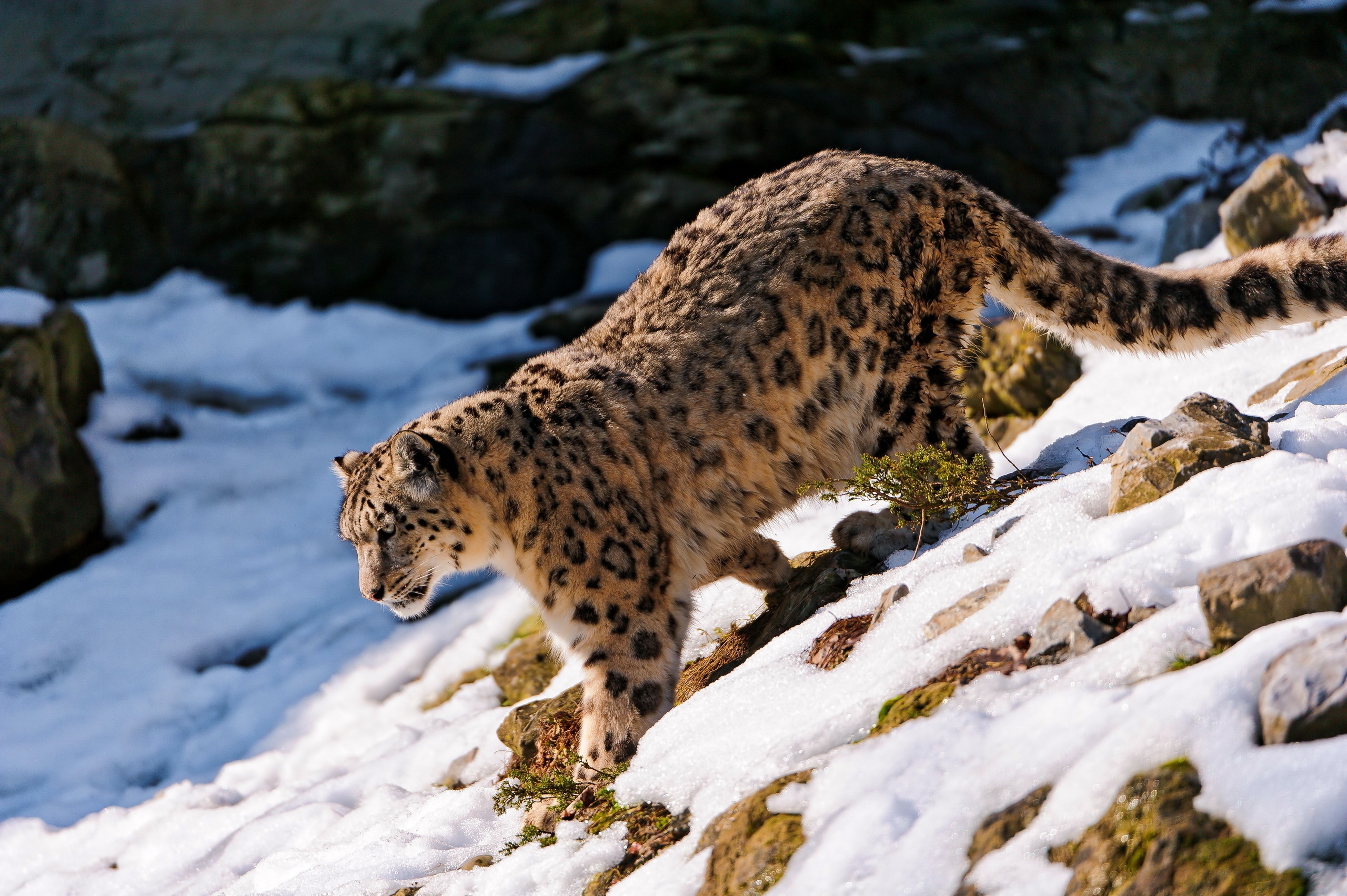 animals, snow leopard, snow, forest, stroll, descent