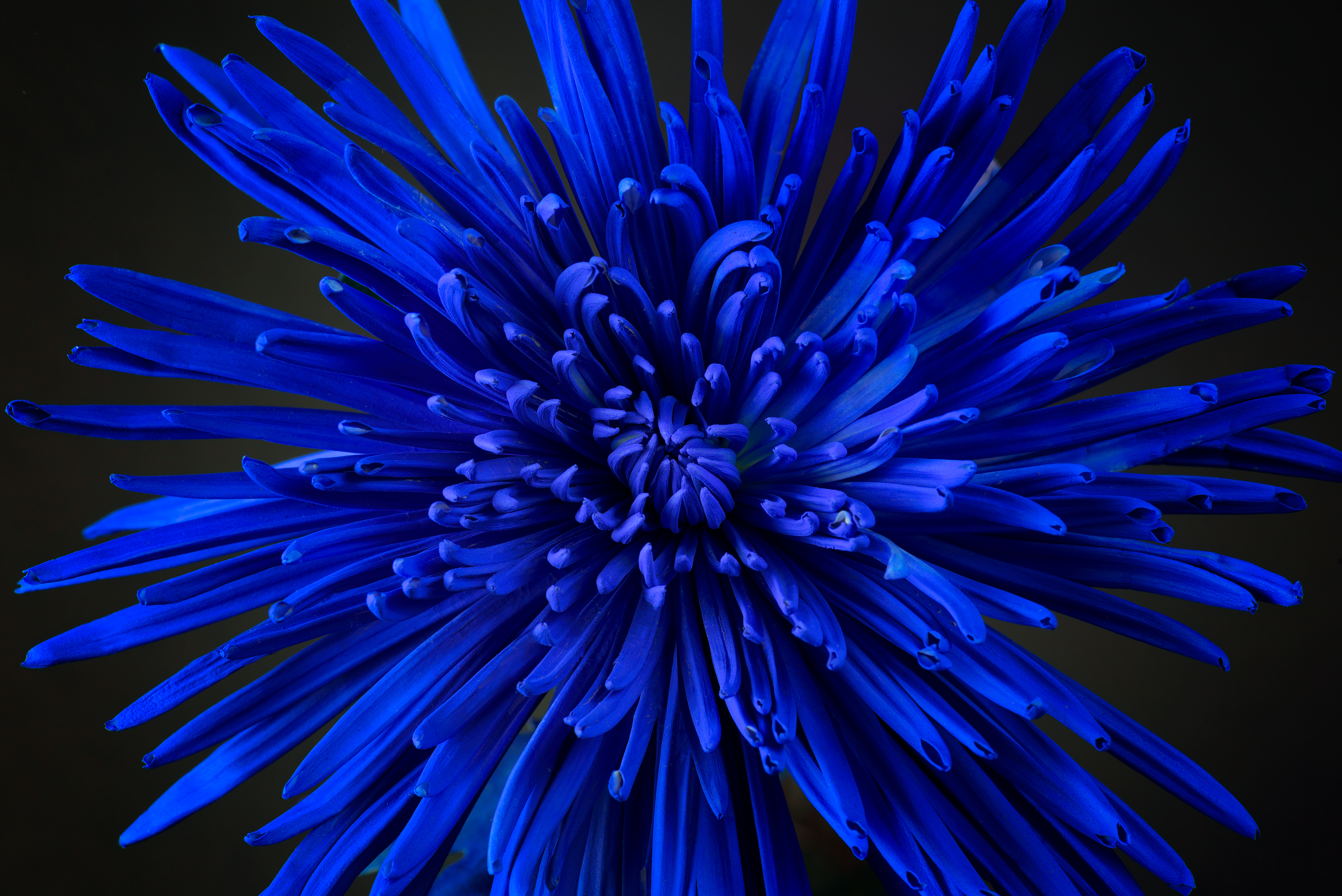 Windows Backgrounds petals, blue, flower, macro, bud