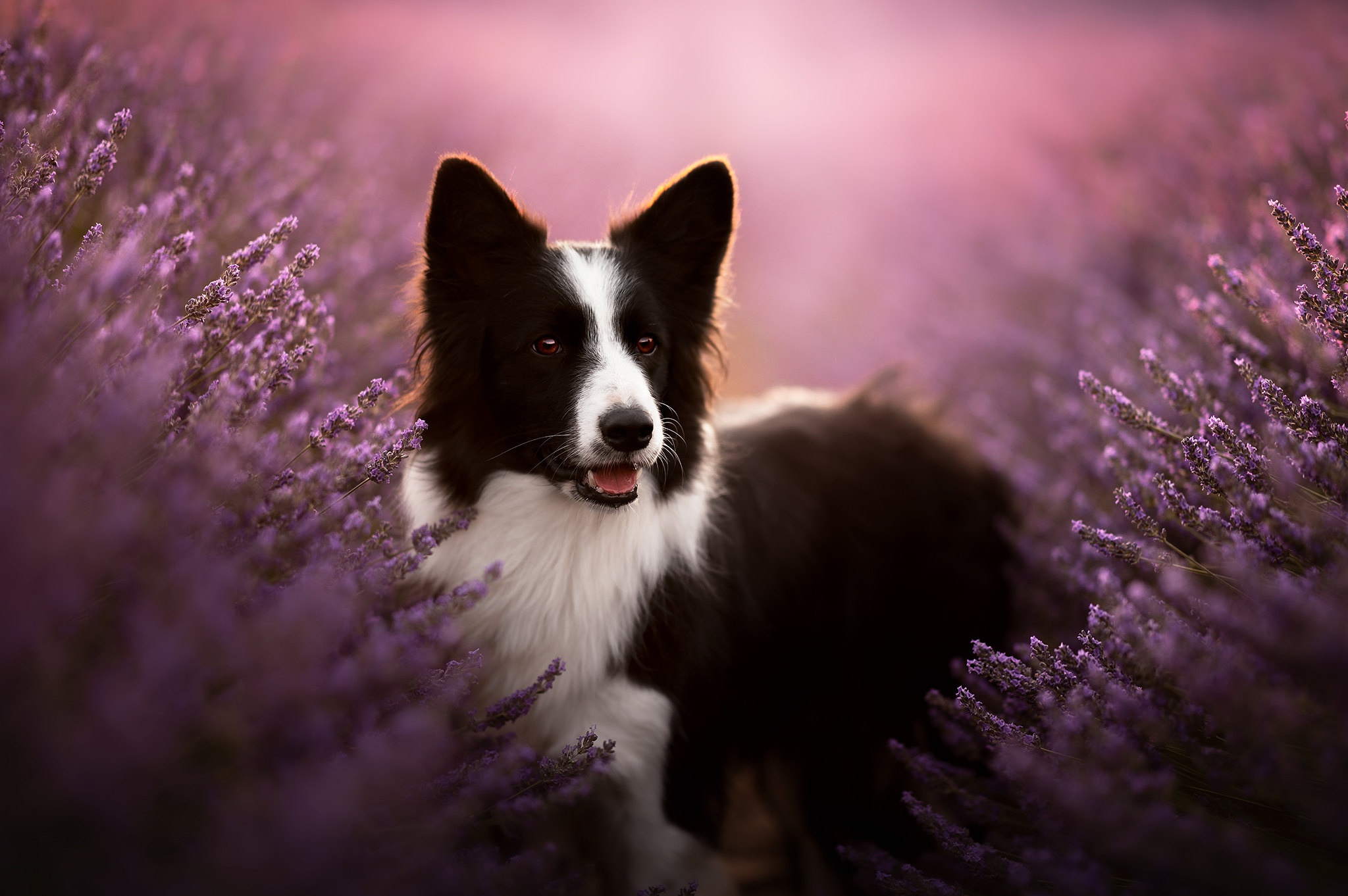 Handy-Wallpaper Tiere, Hunde, Blume, Hund, Lavendel, Border Collie kostenlos herunterladen.