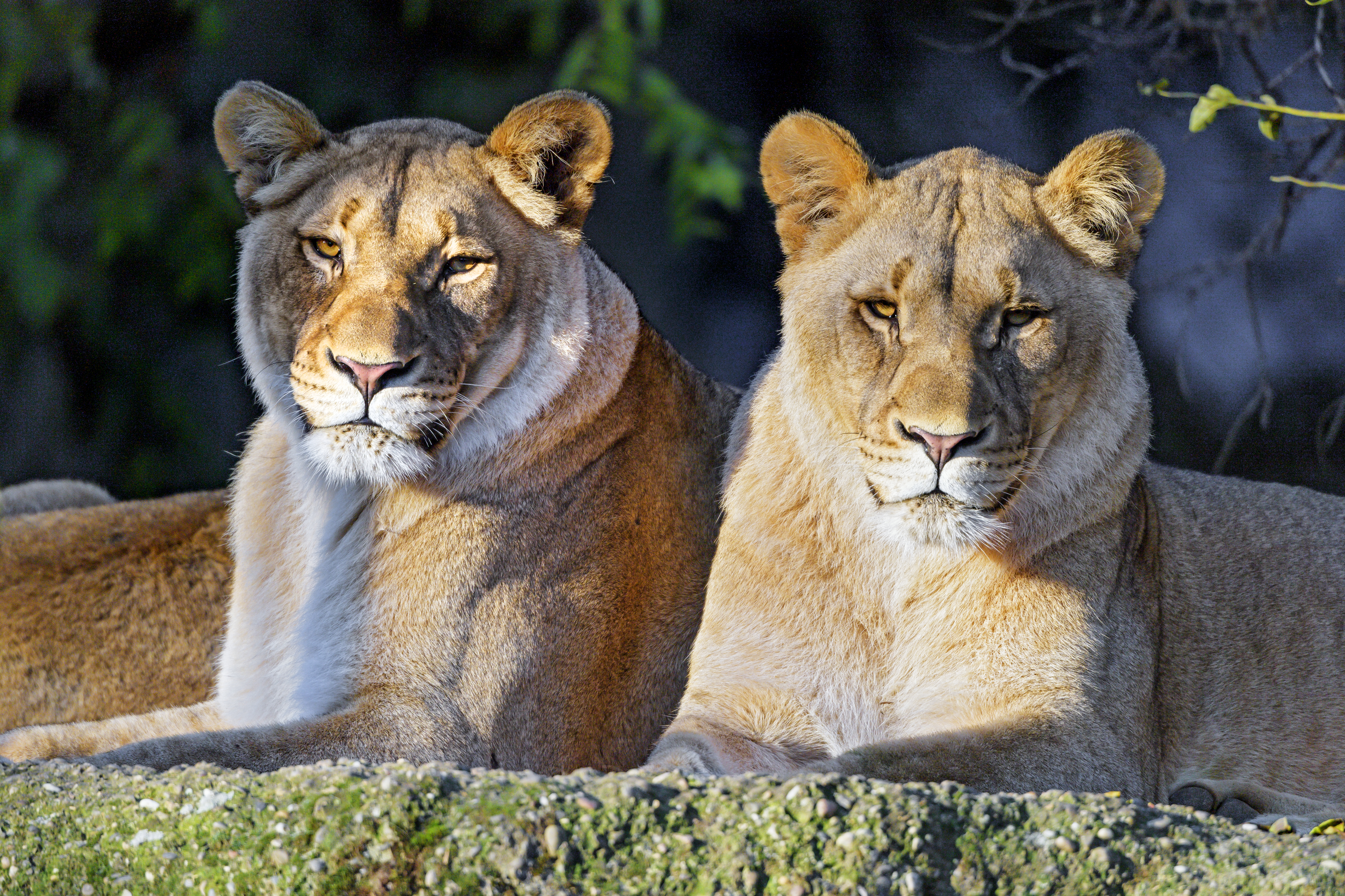 lioness, sight, animals, predator, big cat, opinion, animal, wild HD for desktop 1080p
