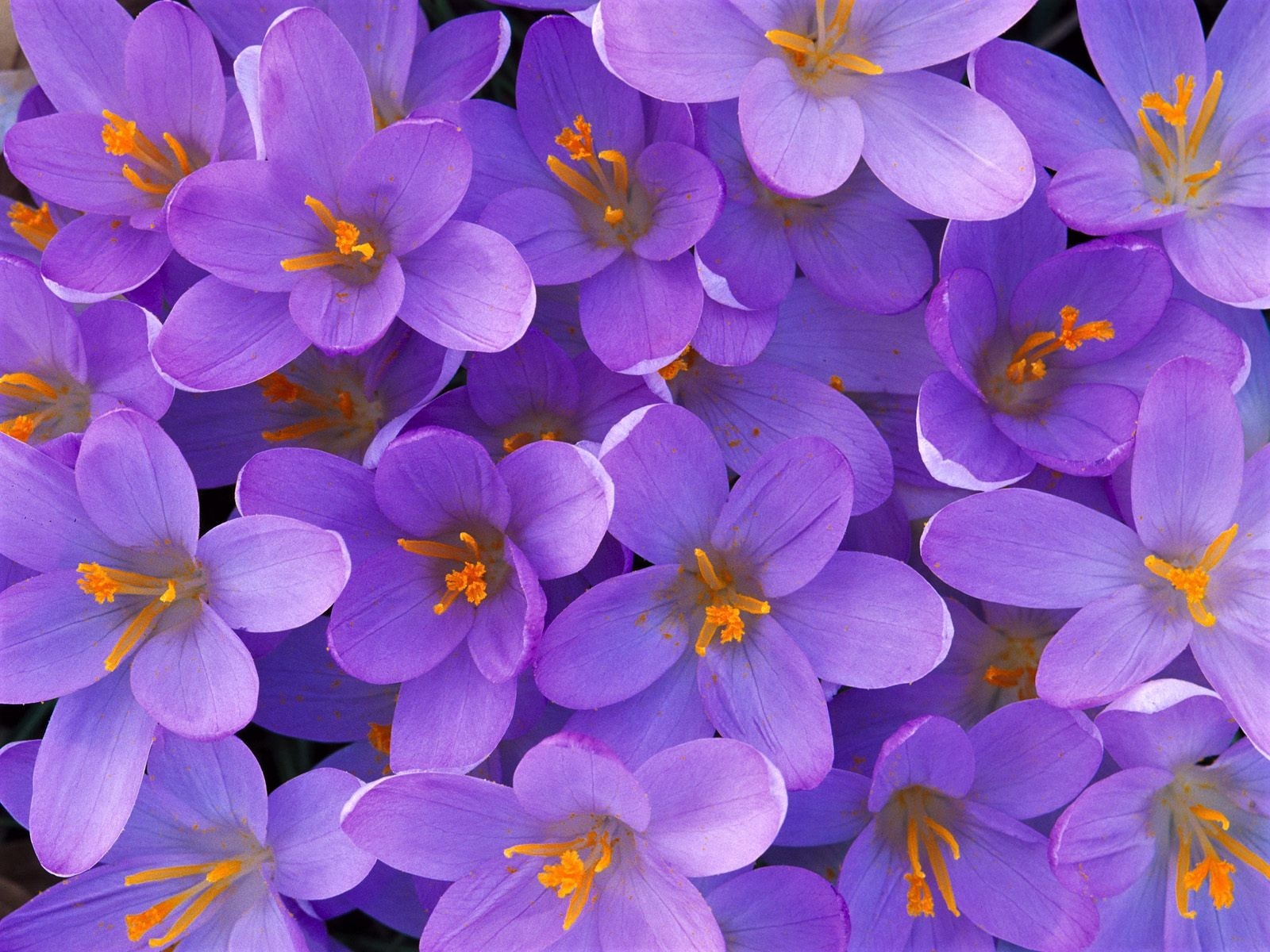 Download mobile wallpaper Flowers, Flower, Earth, Crocus, Purple Flower for free.