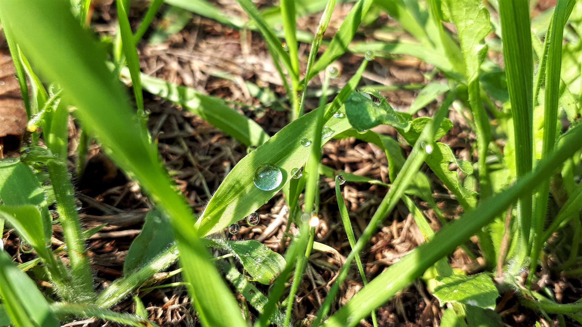 Free download wallpaper Grass, Earth, Water Drop on your PC desktop