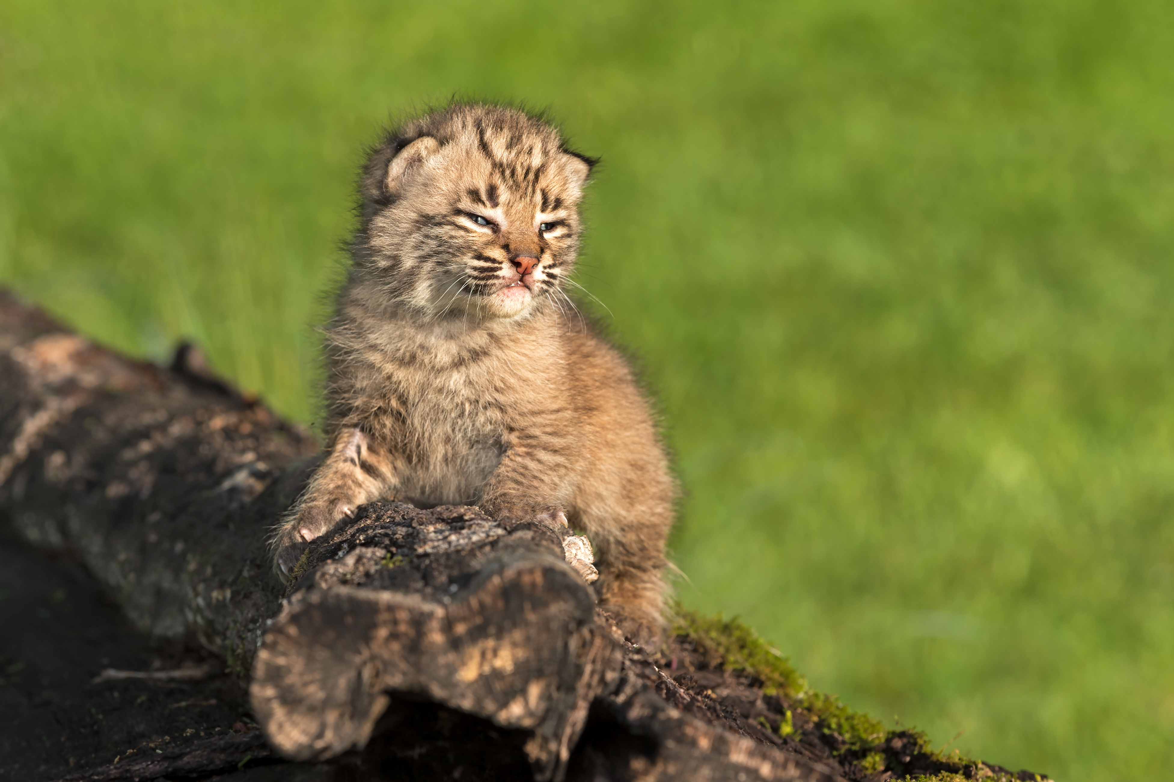 Handy-Wallpaper Tiere, Katzen, Tierbaby, Luchs, Jungtier kostenlos herunterladen.