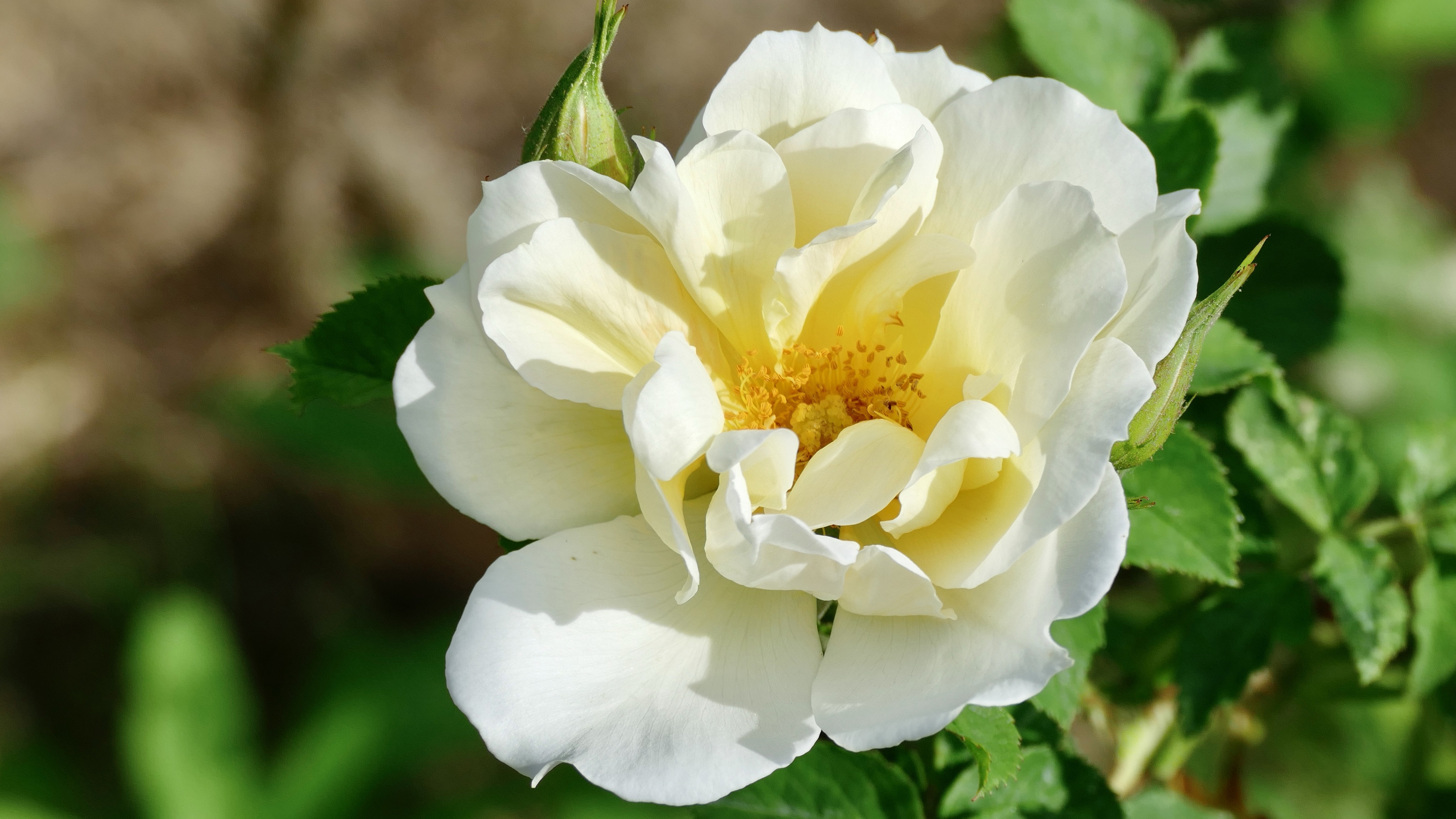 487212 Bildschirmschoner und Hintergrundbilder Blumen auf Ihrem Telefon. Laden Sie  Bilder kostenlos herunter