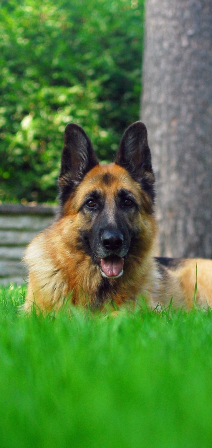 Téléchargez des papiers peints mobile Animaux, Chiens, Berger Allemand gratuitement.