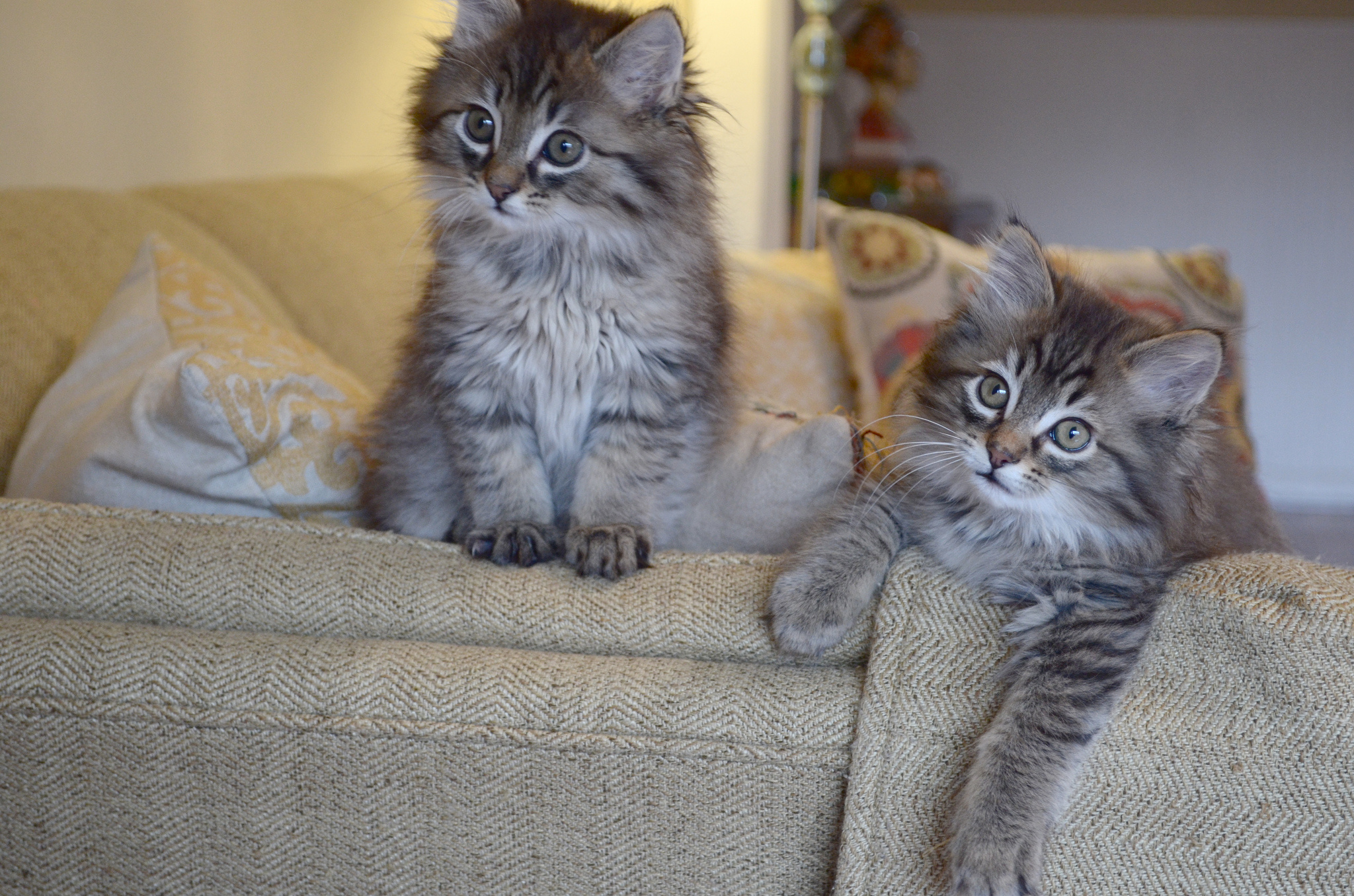 Baixe gratuitamente a imagem Gato, Gatos, Animais na área de trabalho do seu PC