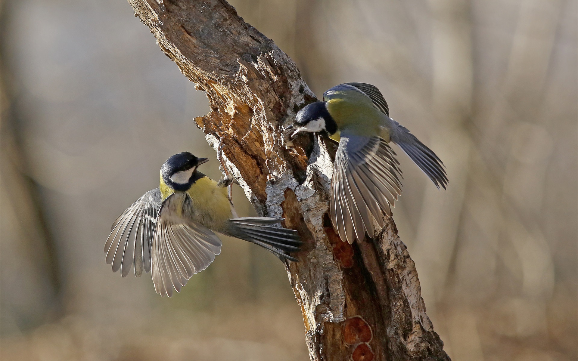 Téléchargez des papiers peints mobile Oiseau, Des Oiseaux, Animaux gratuitement.