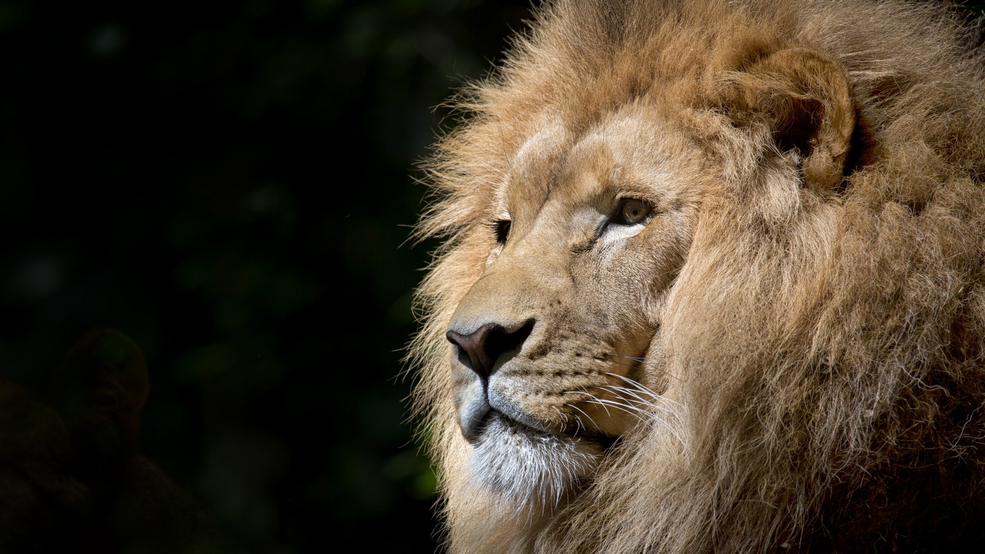 Download mobile wallpaper Lion, Animal for free.