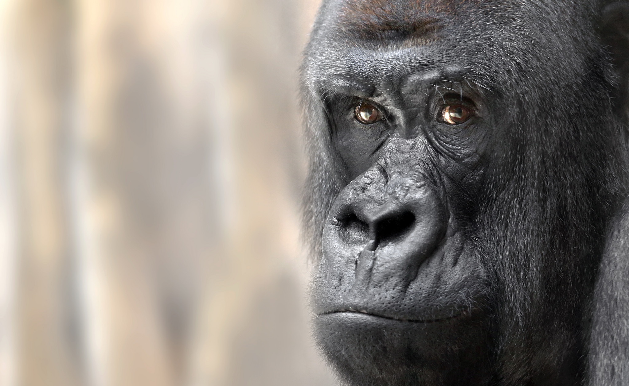 Descarga gratis la imagen Animales, Monos, De Cerca, Gorila, Mono, Cara, Primate en el escritorio de tu PC