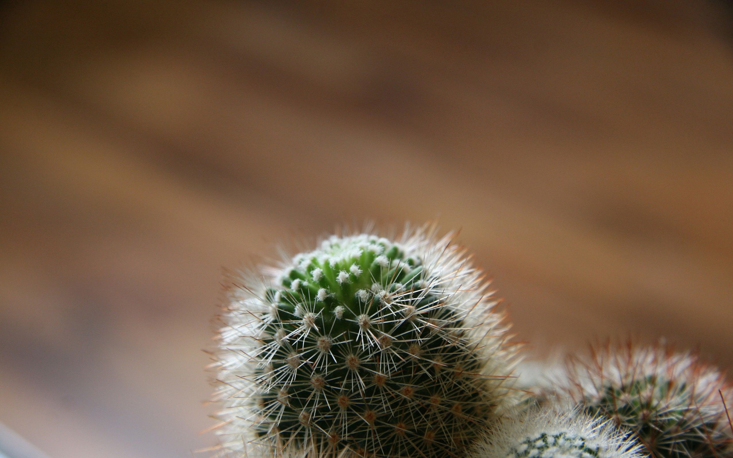 white, green, macro, barbed, spiny, cactus