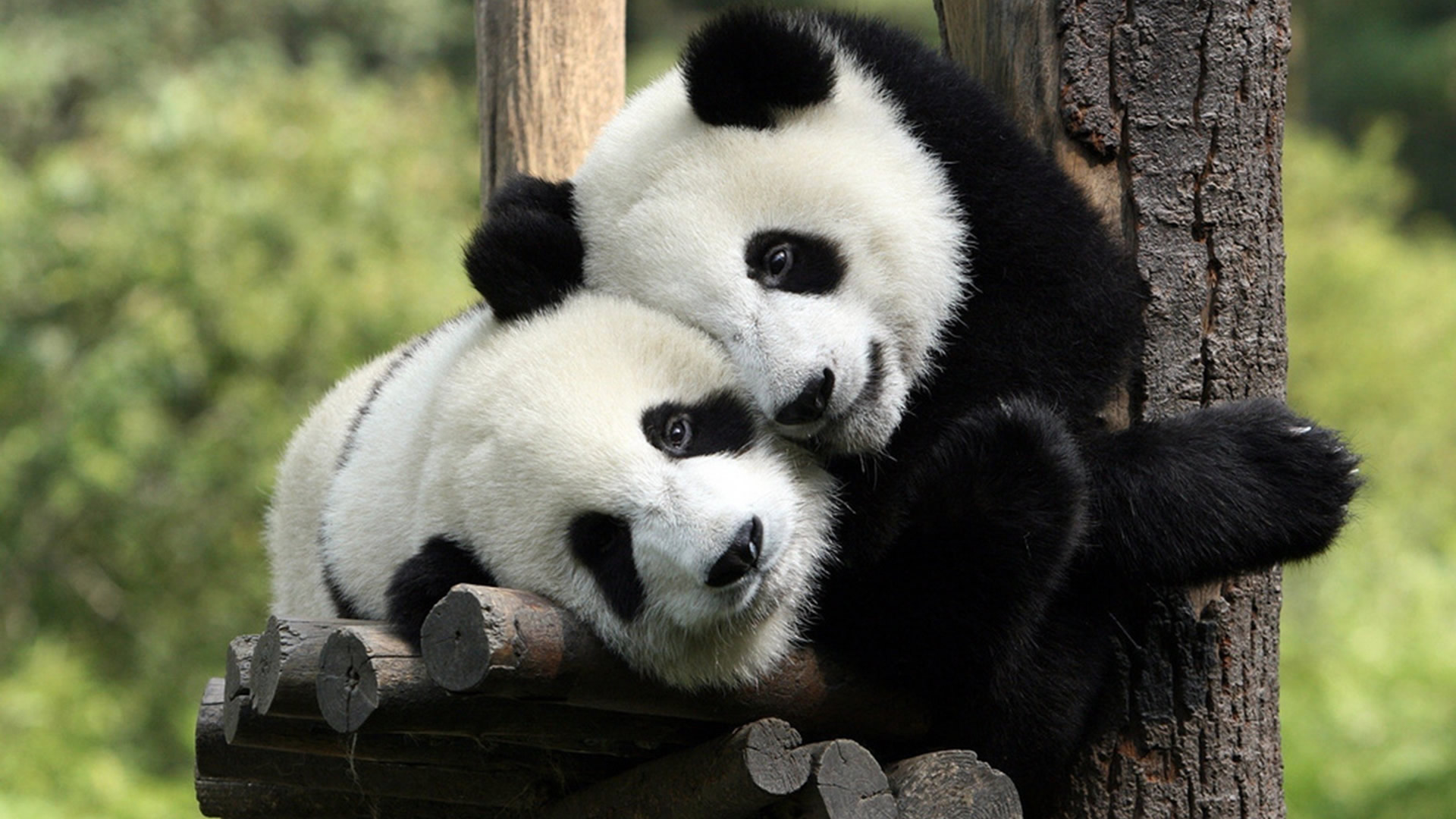 Baixe gratuitamente a imagem Animais, Panda na área de trabalho do seu PC