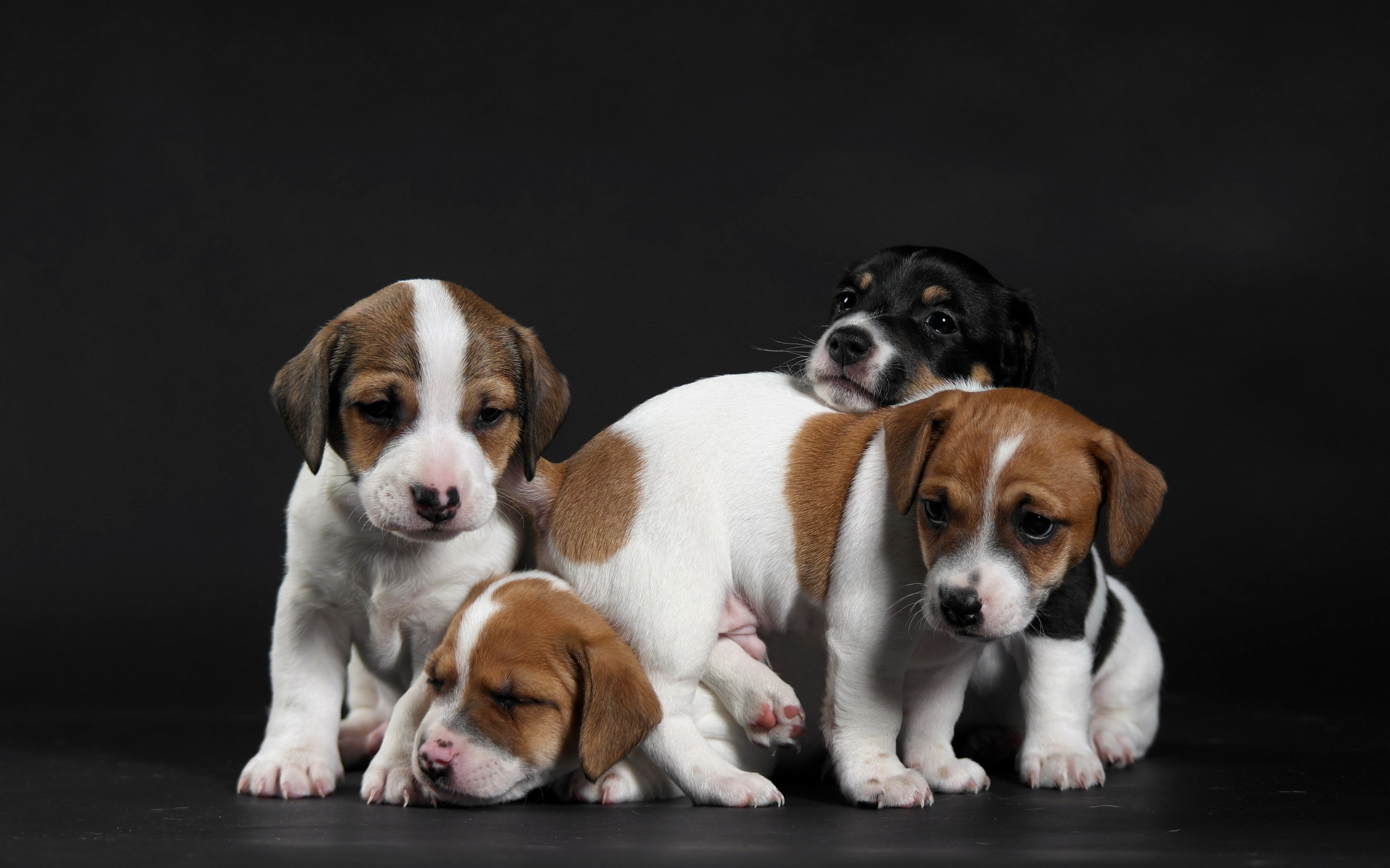 Free download wallpaper Dogs, Dog, Animal, Puppy on your PC desktop