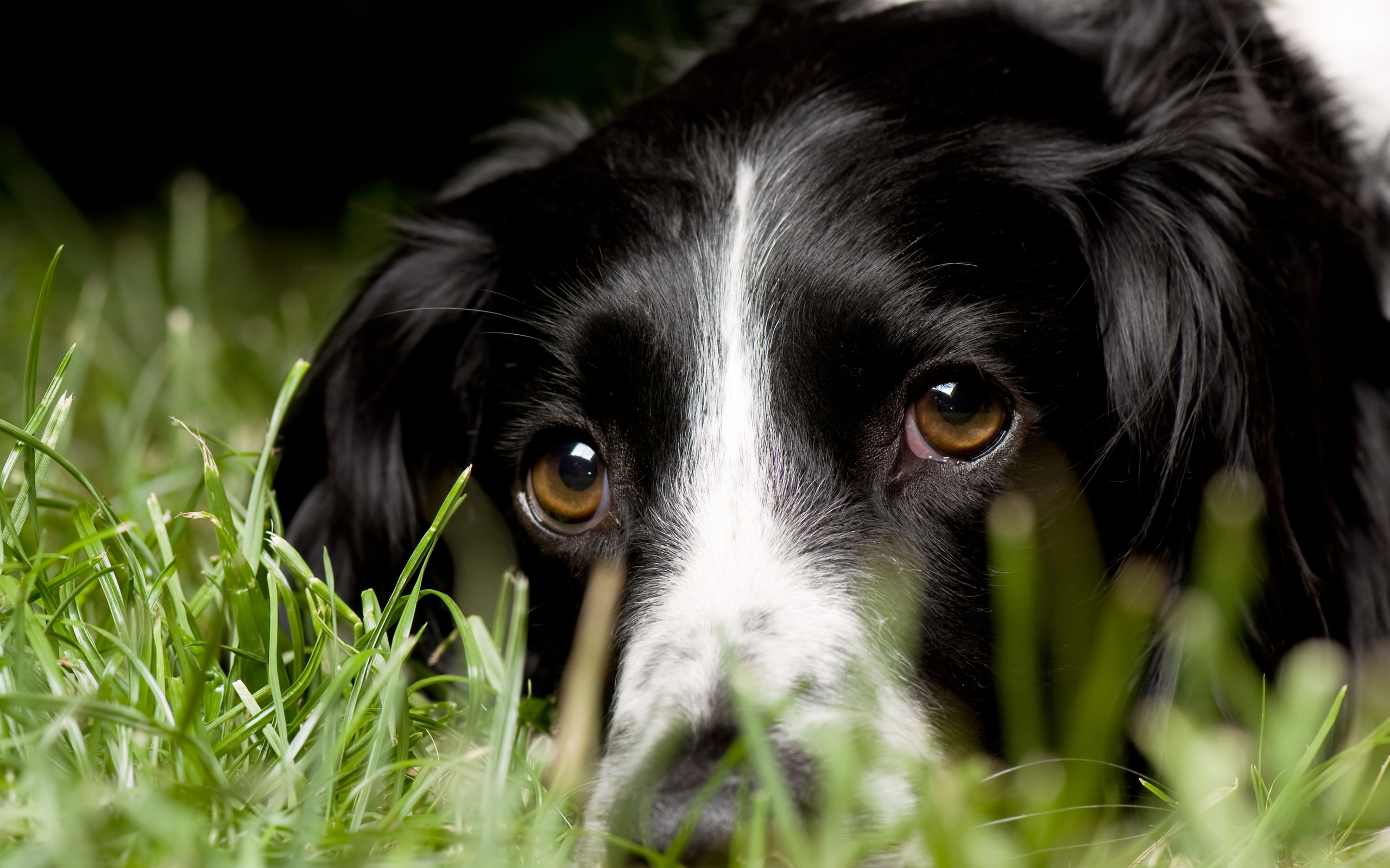 Descarga gratuita de fondo de pantalla para móvil de Animales, Perro.