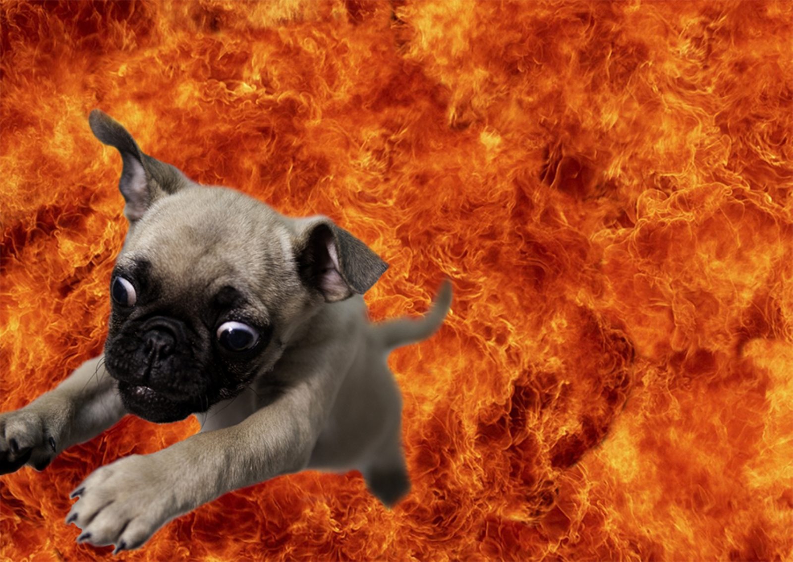 Free download wallpaper Dogs, Fire, Flame, Dog, Animal on your PC desktop