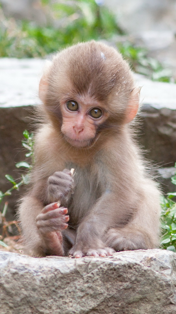 Download mobile wallpaper Monkeys, Monkey, Animal, Cute, Macaque, Japanese Macaque, Baby Animal for free.