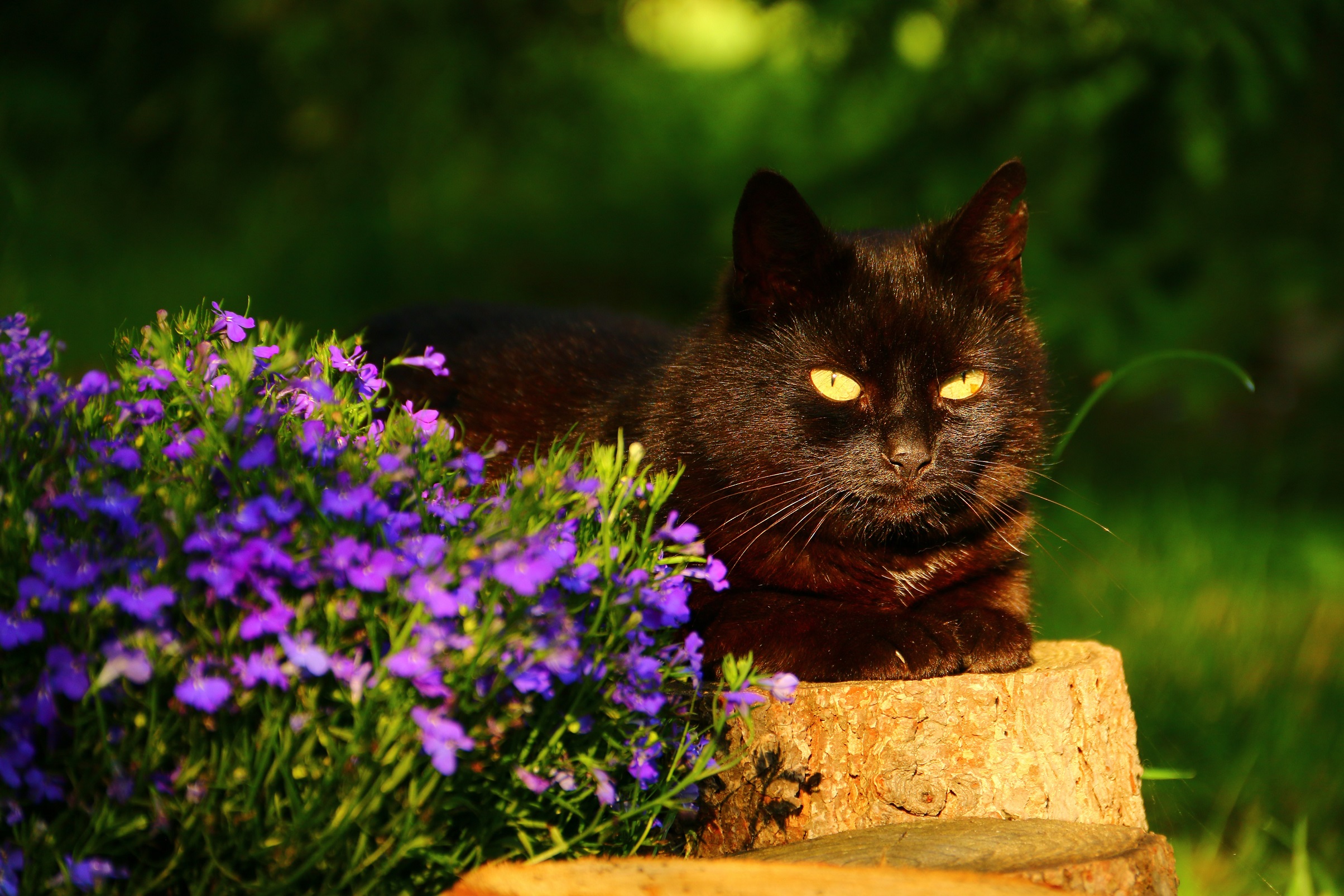 Laden Sie das Tiere, Katzen, Blume, Katze, Bokeh-Bild kostenlos auf Ihren PC-Desktop herunter