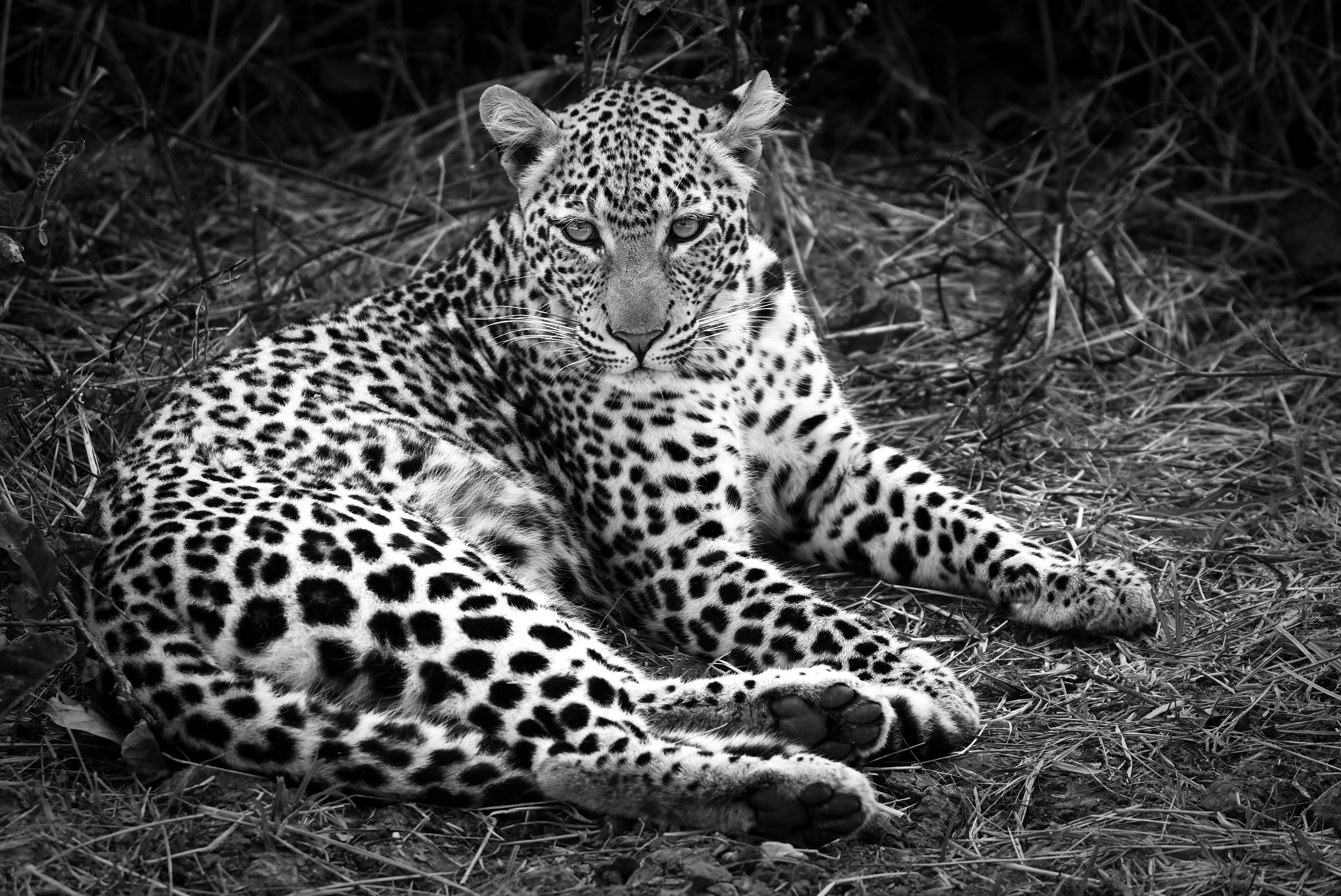 Download mobile wallpaper Cats, Leopard, Animal, Black & White for free.