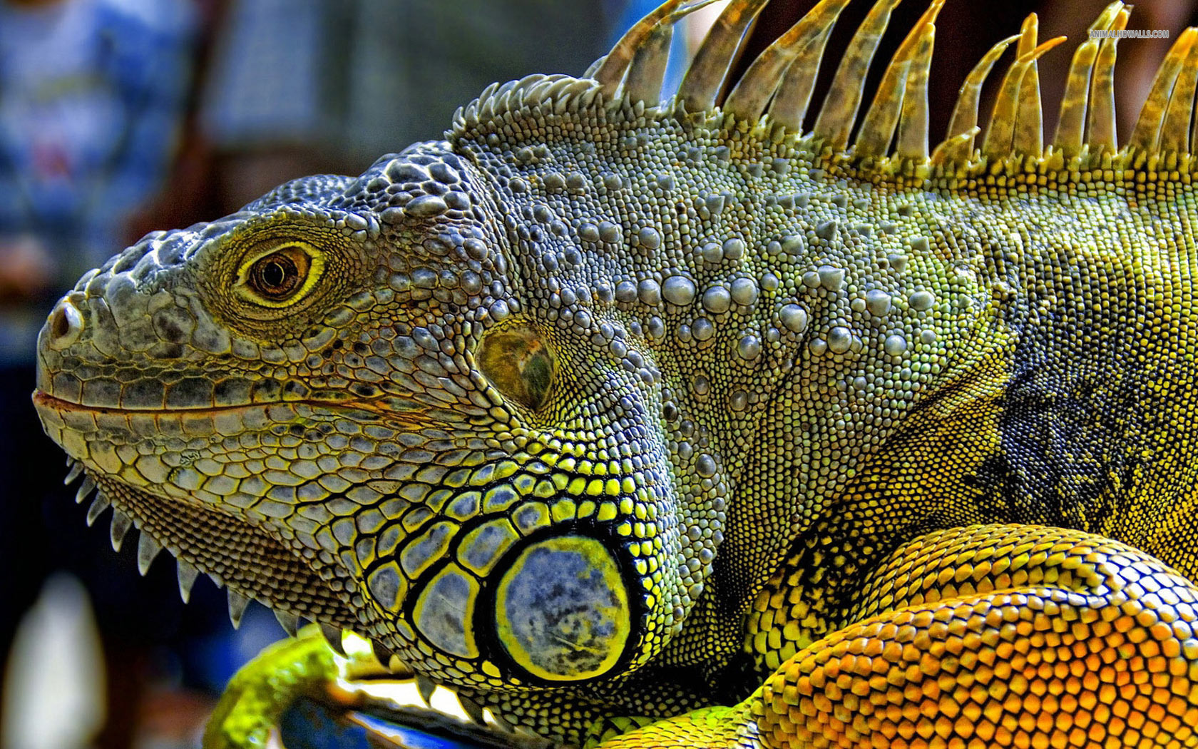 Download mobile wallpaper Animal, Lizard, Iguana for free.