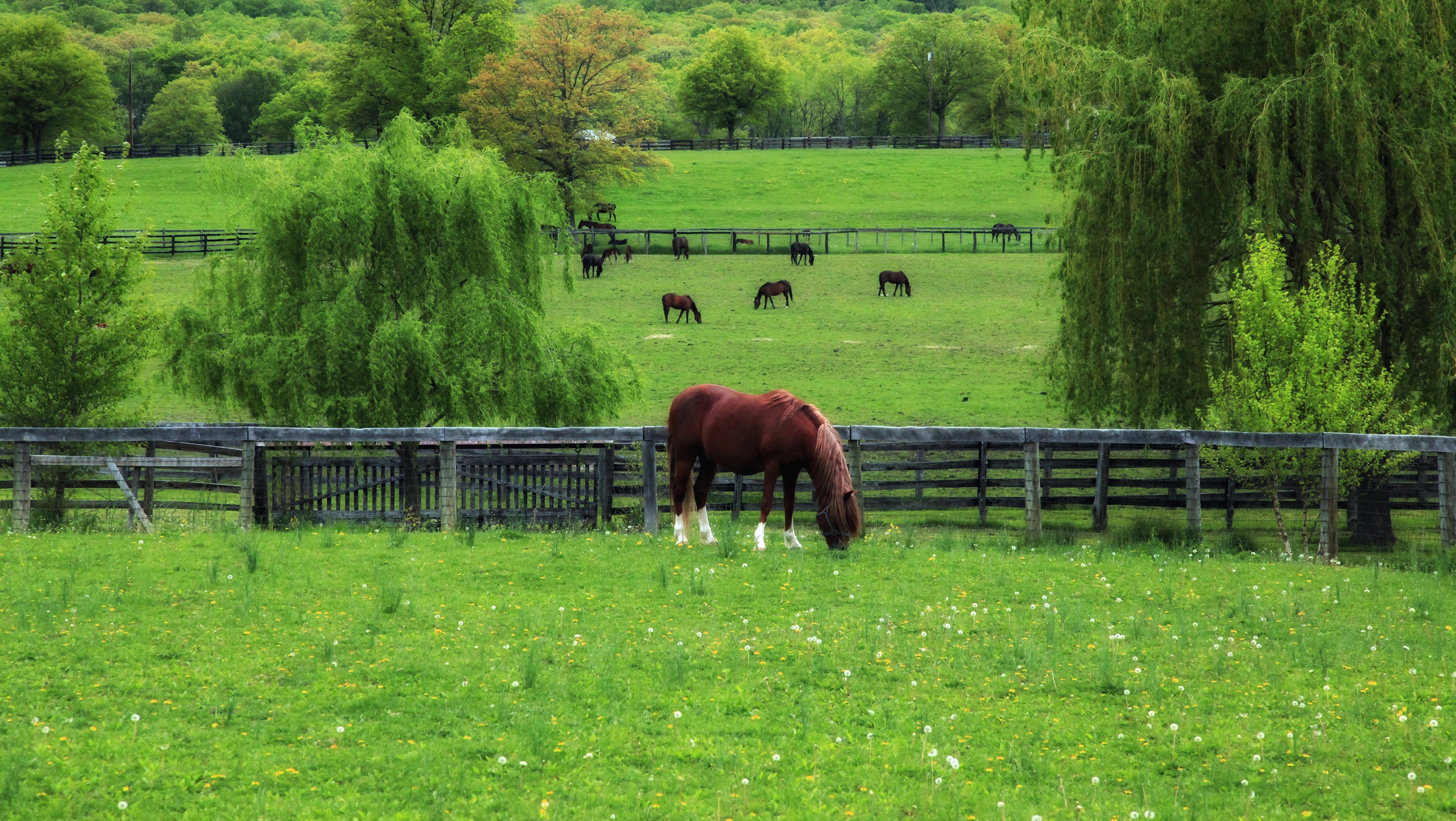 104447 скачать обои животные, деревья, трава, лошадь, загон - заставки и картинки бесплатно