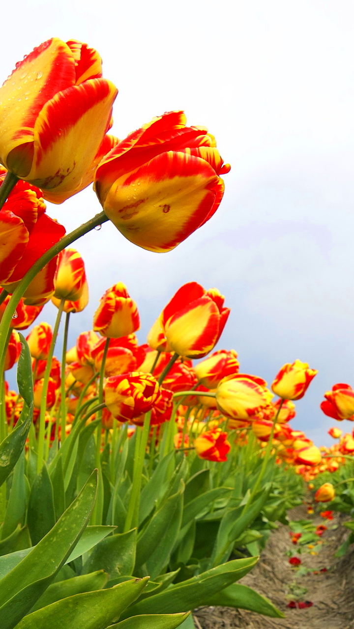 Téléchargez des papiers peints mobile Fleurs, Fleur, Champ, Tulipe, La Nature, Terre/nature gratuitement.