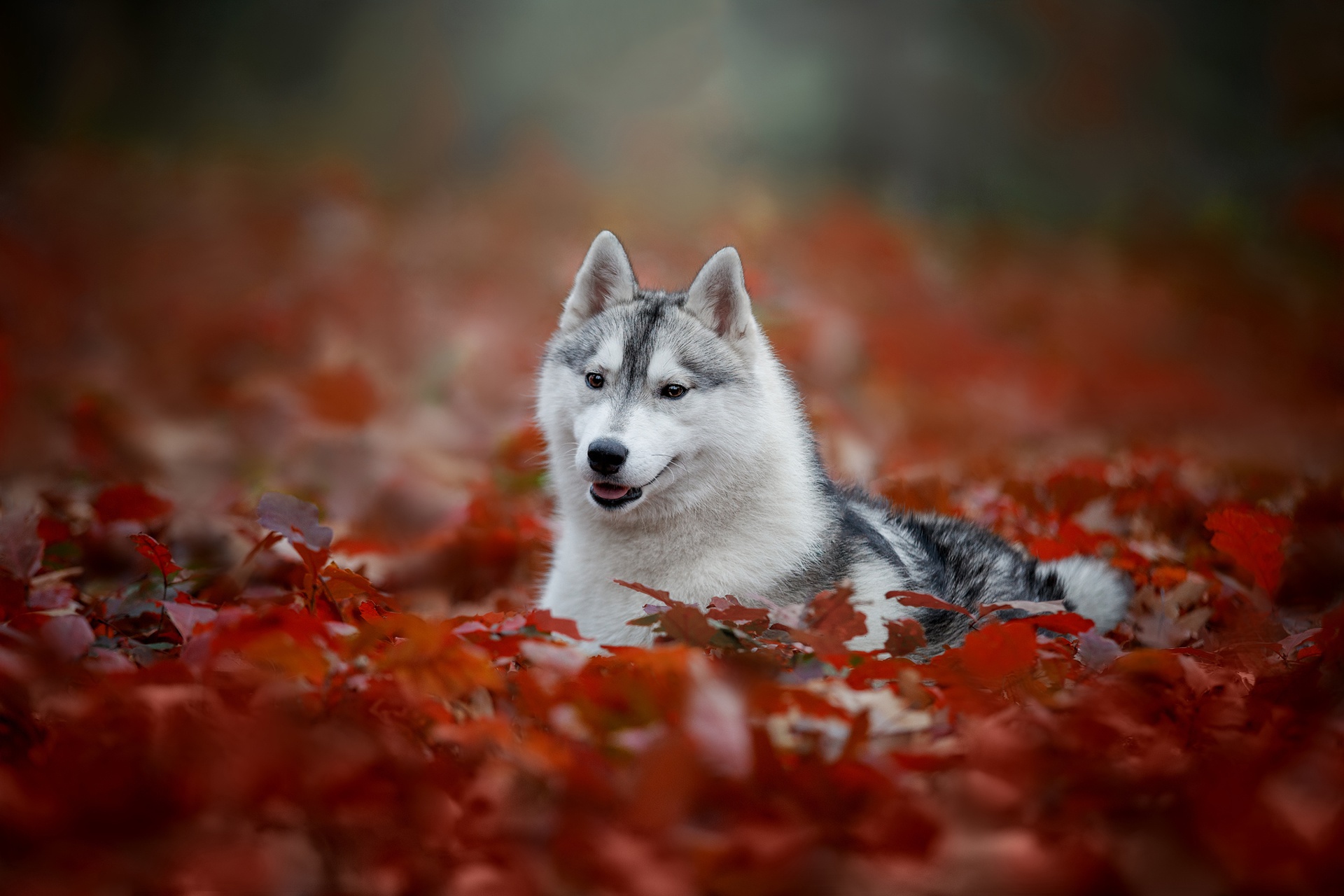 PCデスクトップに動物, 葉, 犬, ハスキー, 被写界深度画像を無料でダウンロード