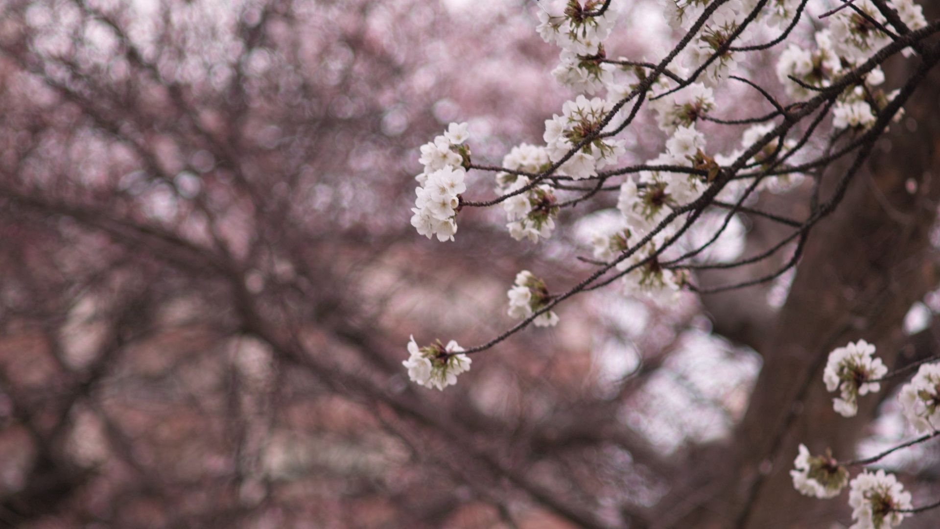 Скачати мобільні шпалери Дерево, Природа, Квіти, Цвітіння, Весна безкоштовно.