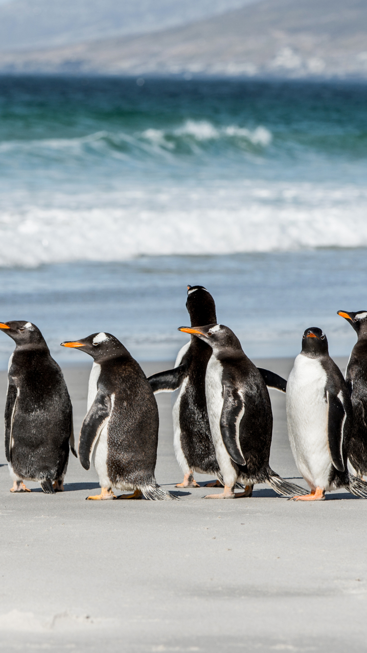 Baixar papel de parede para celular de Animais, Aves, Pinguim gratuito.