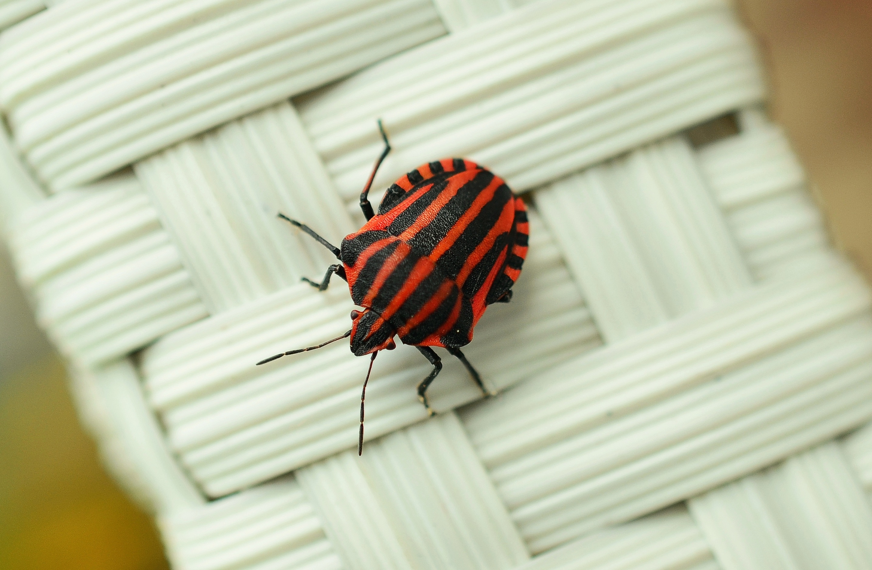 Download mobile wallpaper Bug, Beetle, Macro, Surface, Insect for free.