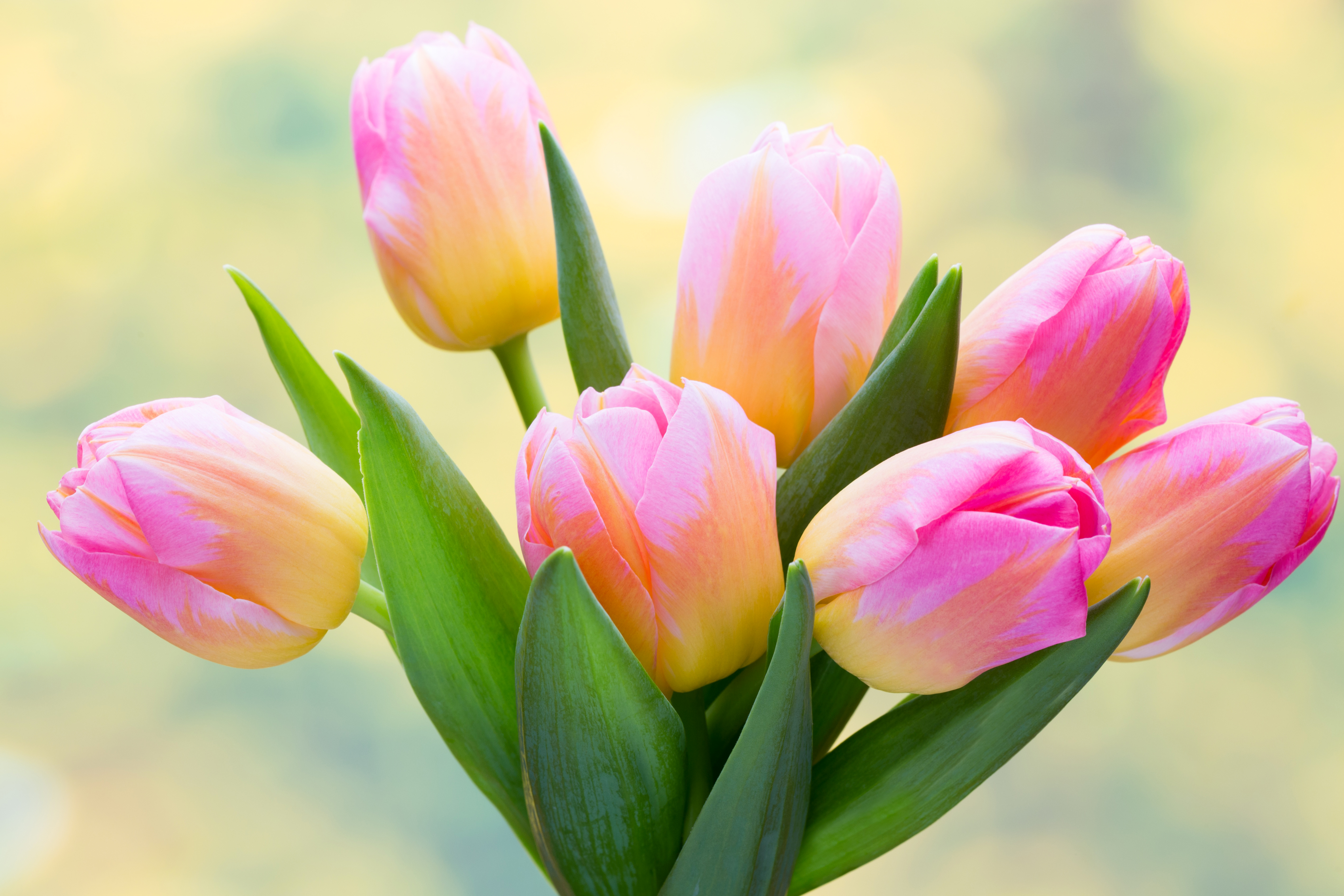 Завантажити шпалери безкоштовно Квітка, Земля, Тюльпан, Рожева Квітка, Флауерзи картинка на робочий стіл ПК