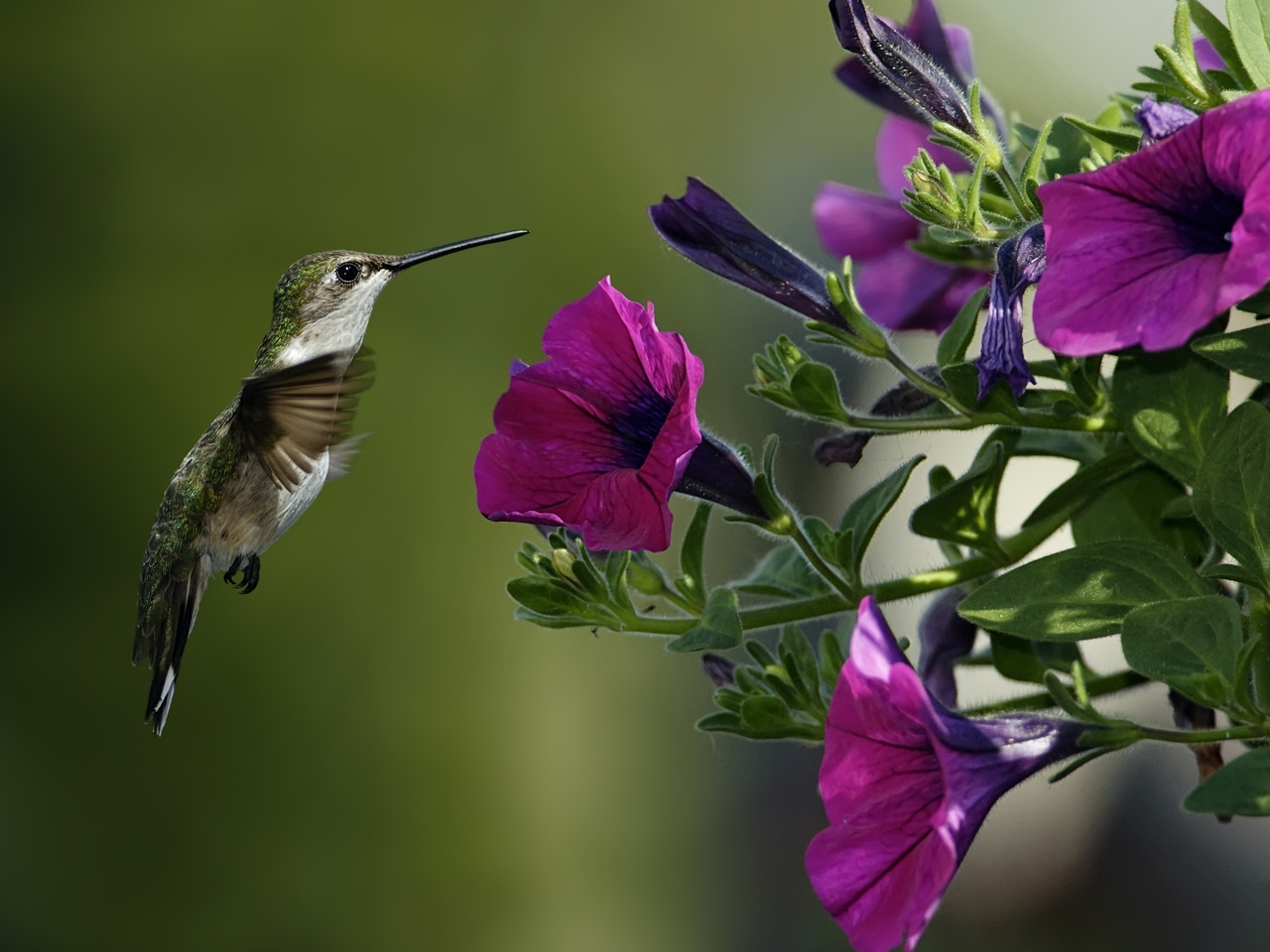 40995 Hintergrundbild herunterladen tiere, vögel, kolibris, grün - Bildschirmschoner und Bilder kostenlos