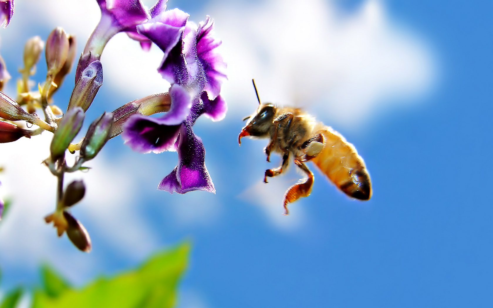 Handy-Wallpaper Biene, Insekten, Tiere kostenlos herunterladen.