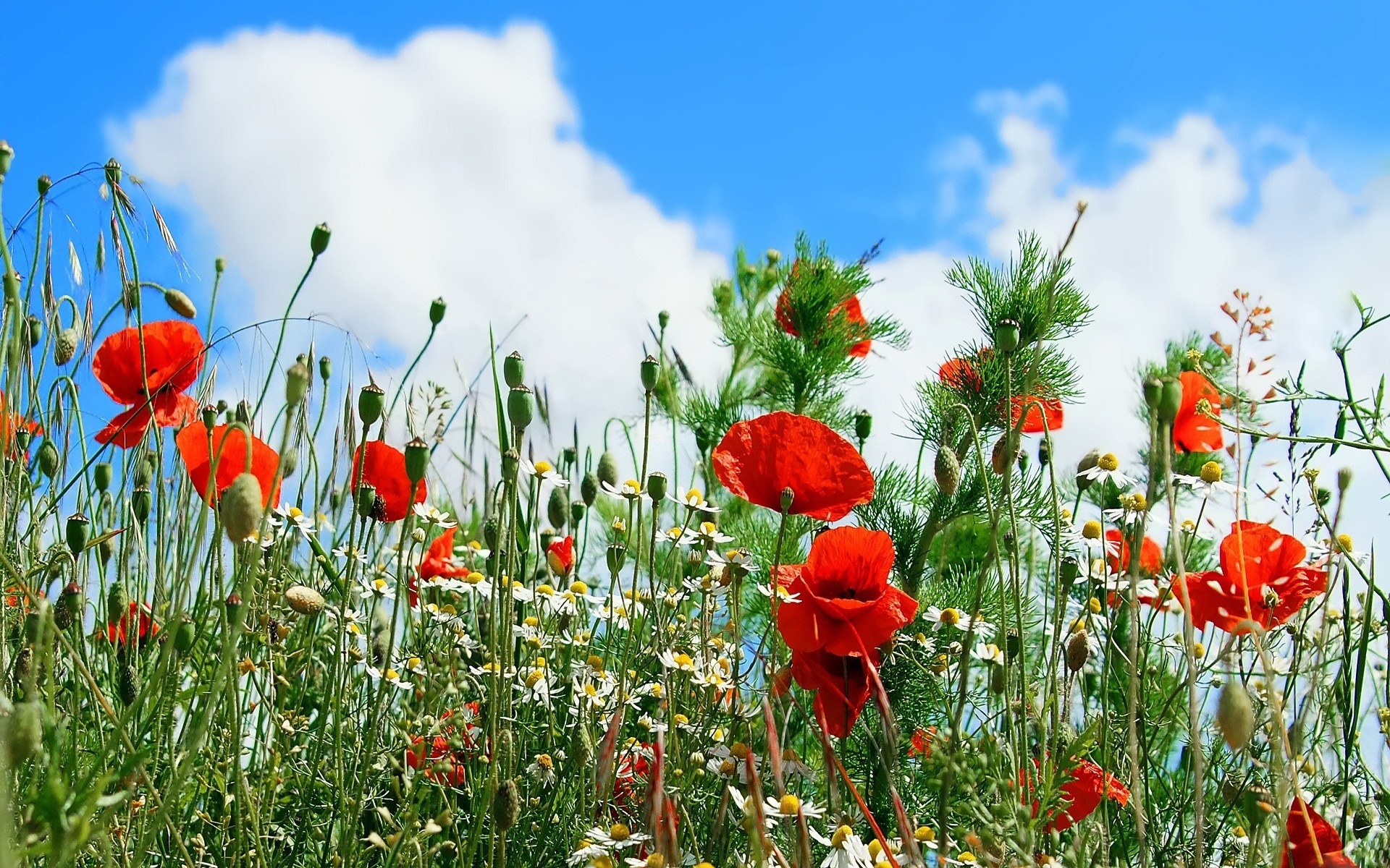 Download mobile wallpaper Plants, Flowers, Poppies for free.