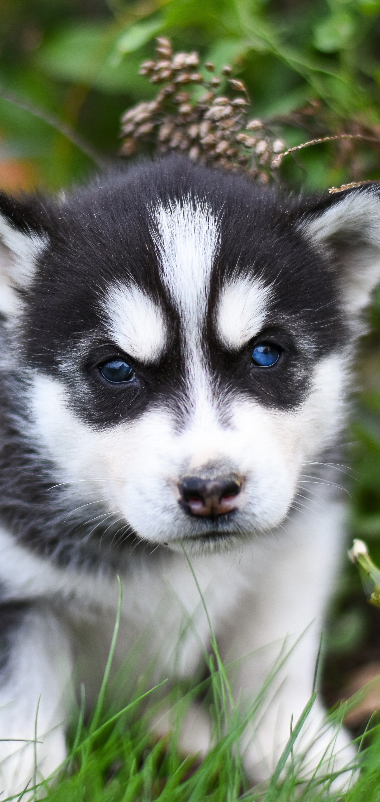 PCデスクトップに動物, 犬, 子犬, ハスキー, シベリアンハスキー, 赤ちゃん動物画像を無料でダウンロード