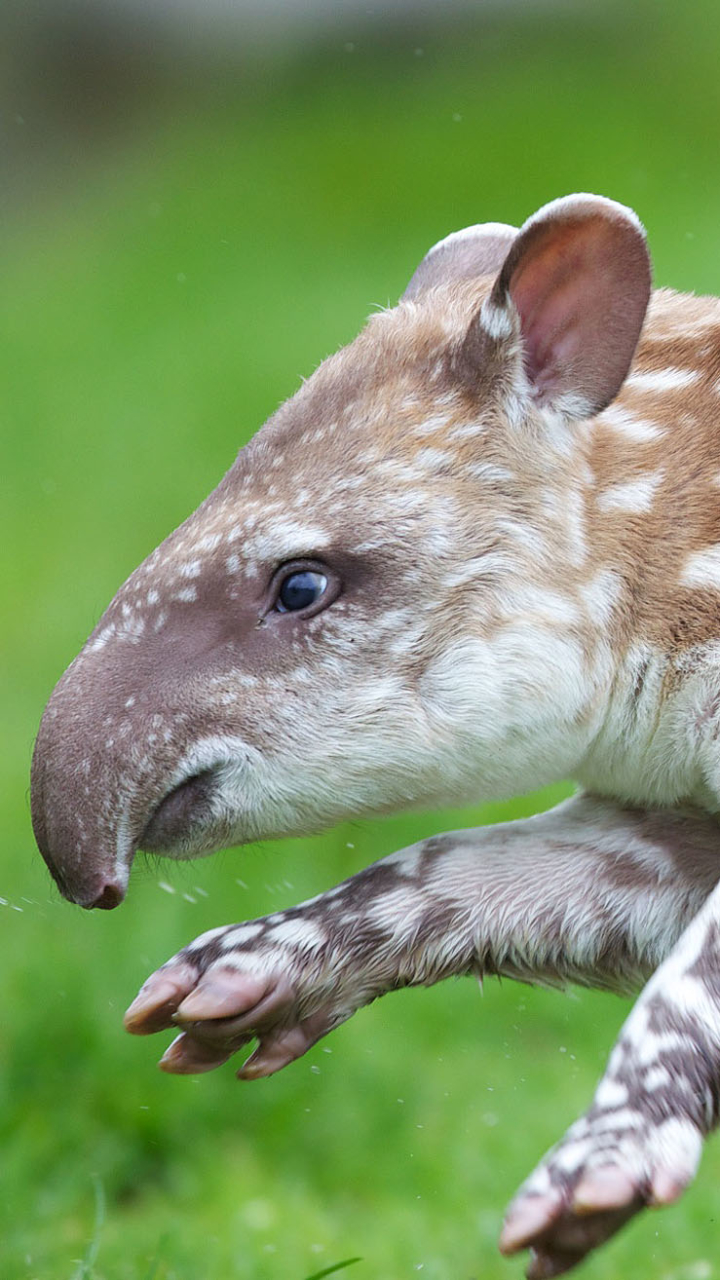 1385550 descargar fondo de pantalla animales, tapir, bebe animal, lindo: protectores de pantalla e imágenes gratis