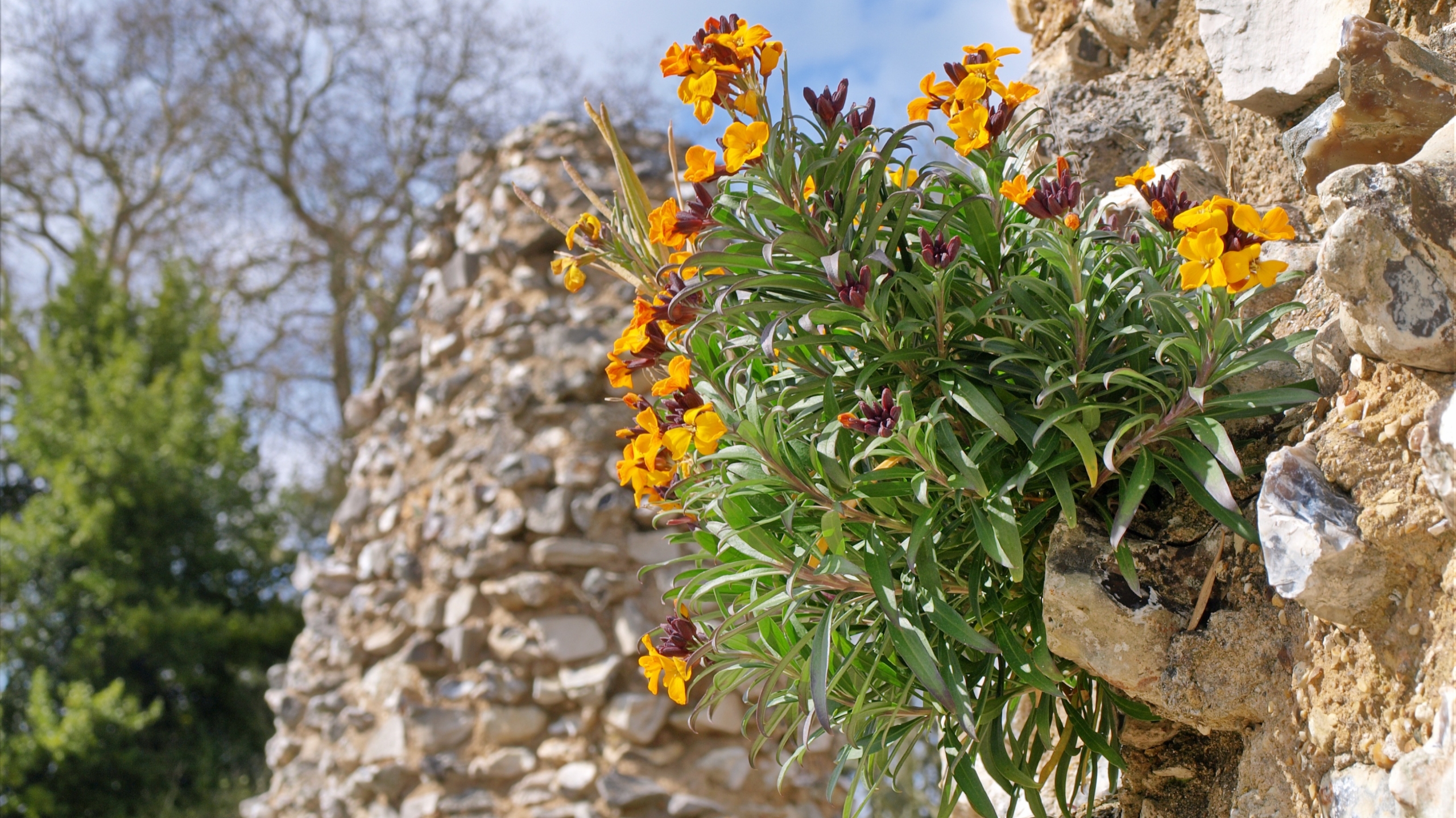 Laden Sie das Blumen, Blume, Erde/natur-Bild kostenlos auf Ihren PC-Desktop herunter